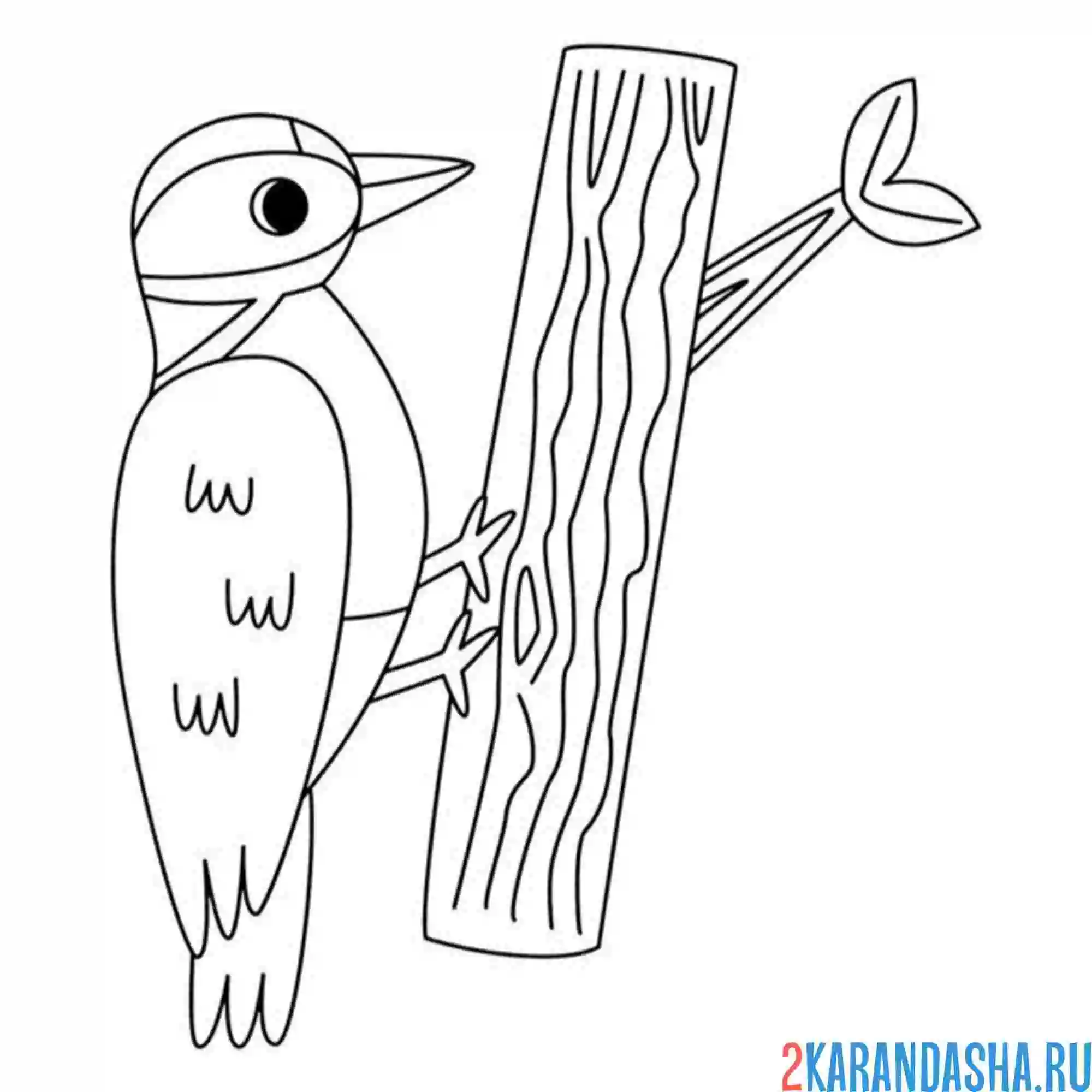 Раскраска дятел сидит