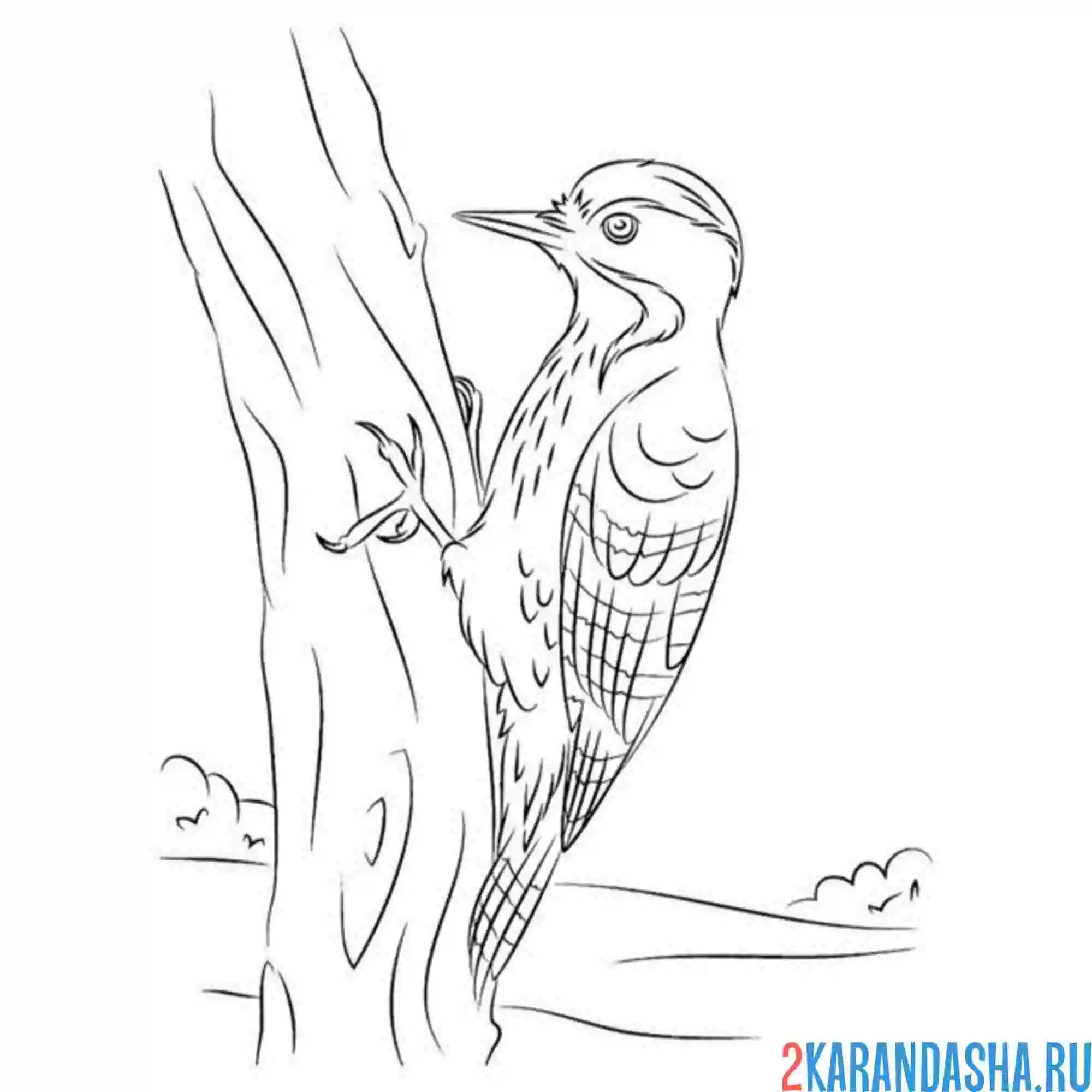 Раскраска на дереве дятел