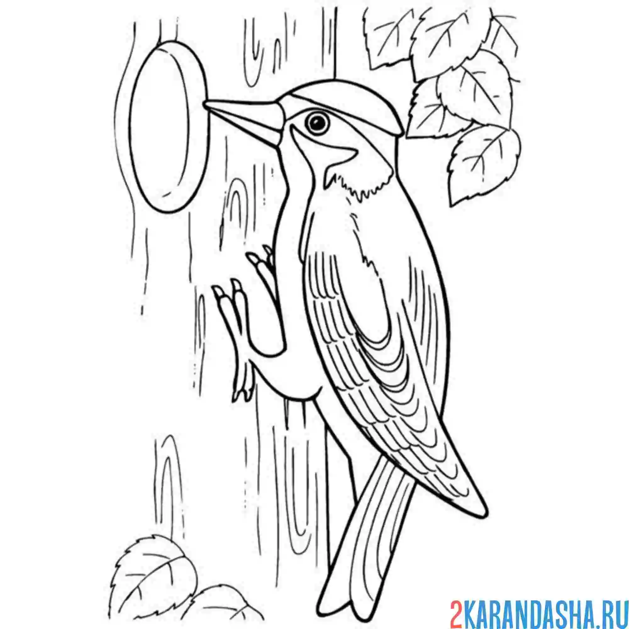 Раскраска дятел и дупло