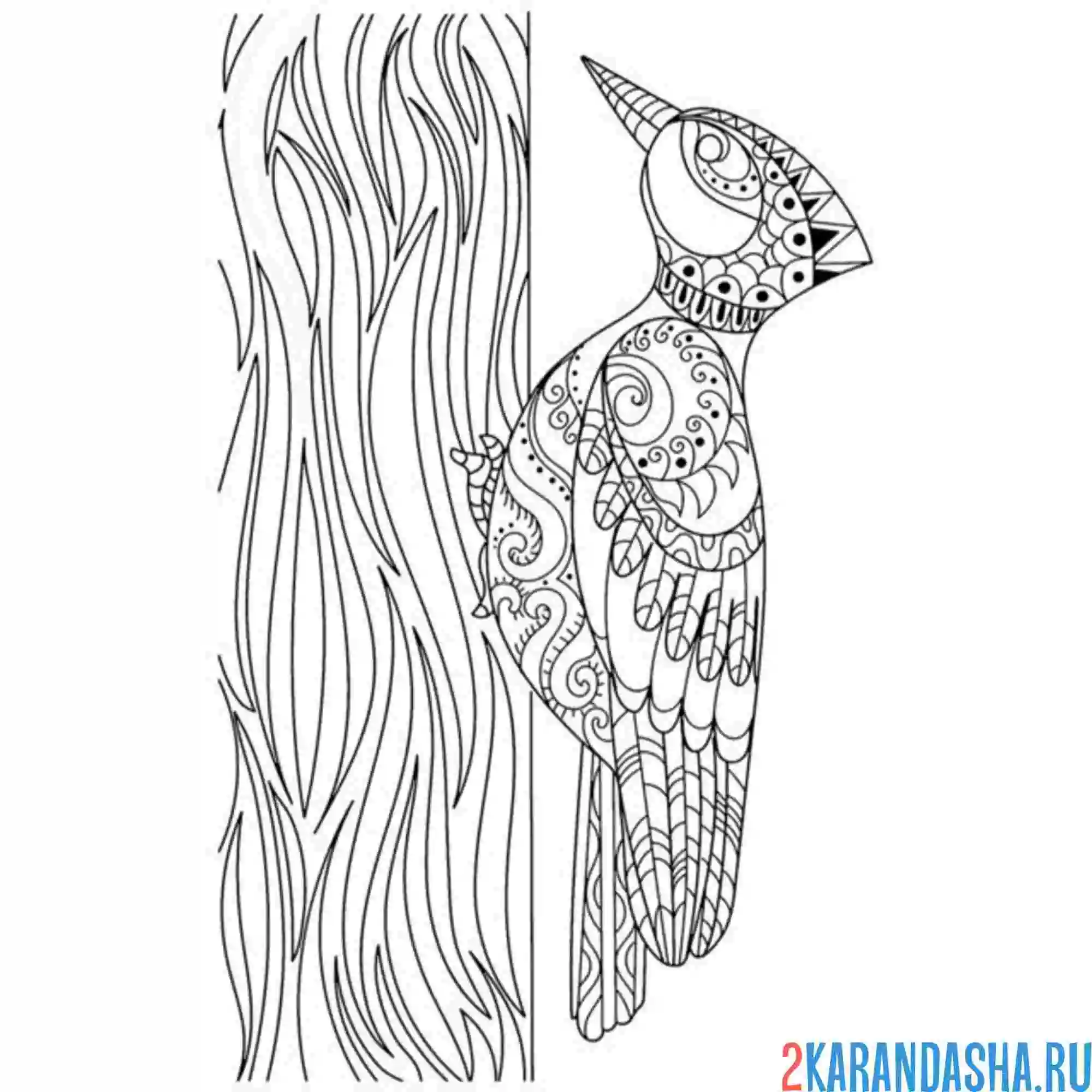 Раскраска дятел антистресс