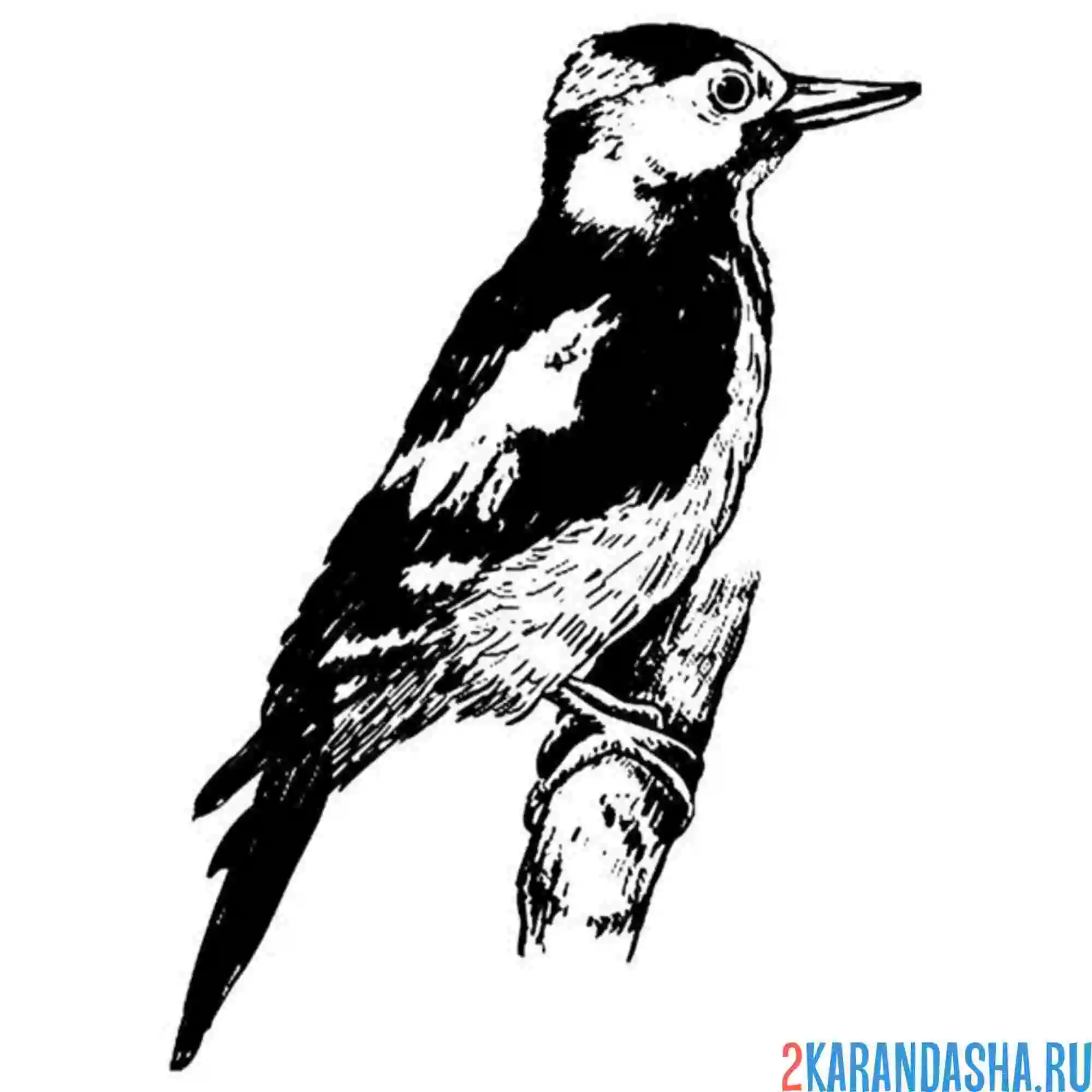 Раскраска дятел настоящий
