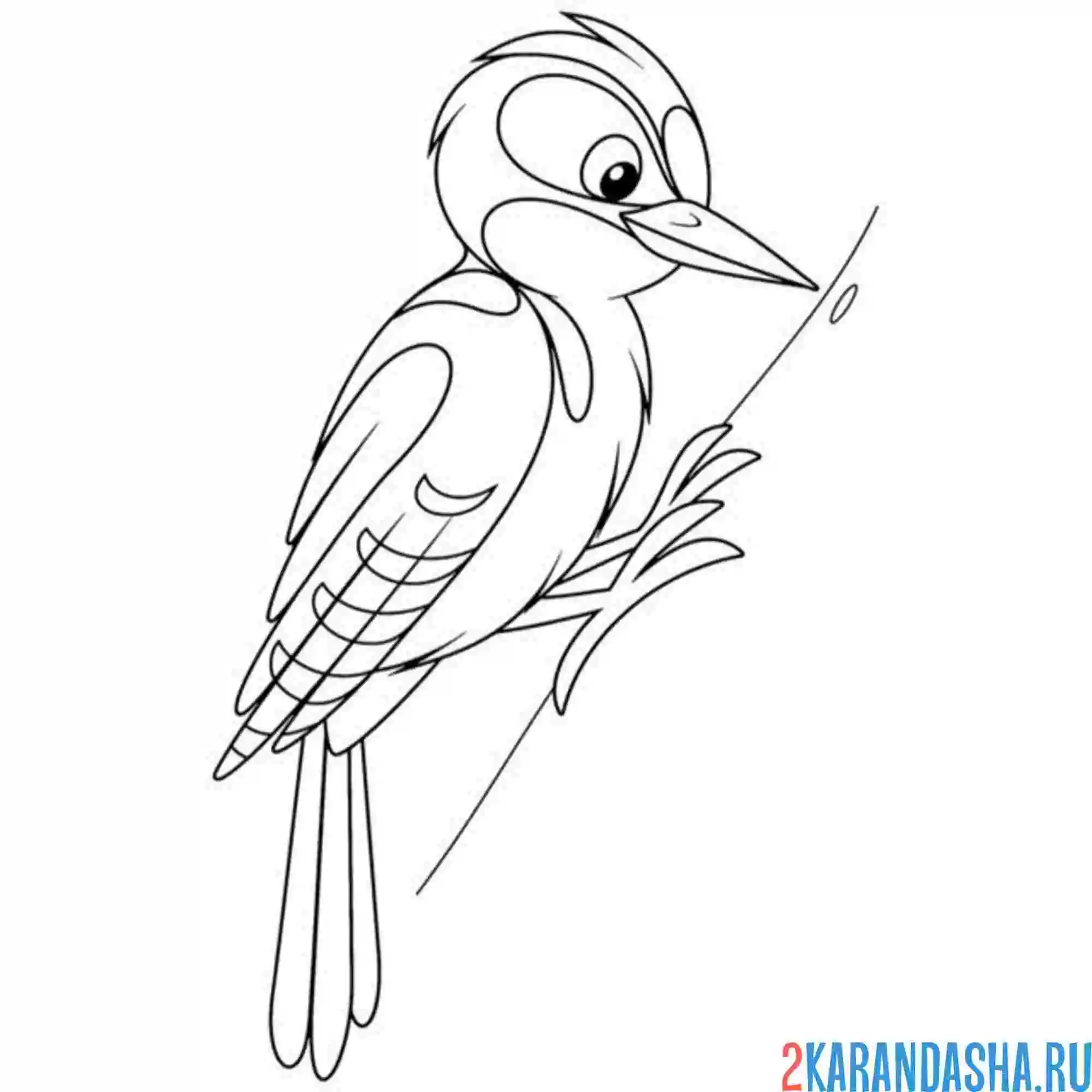 Раскраска красивый дятел