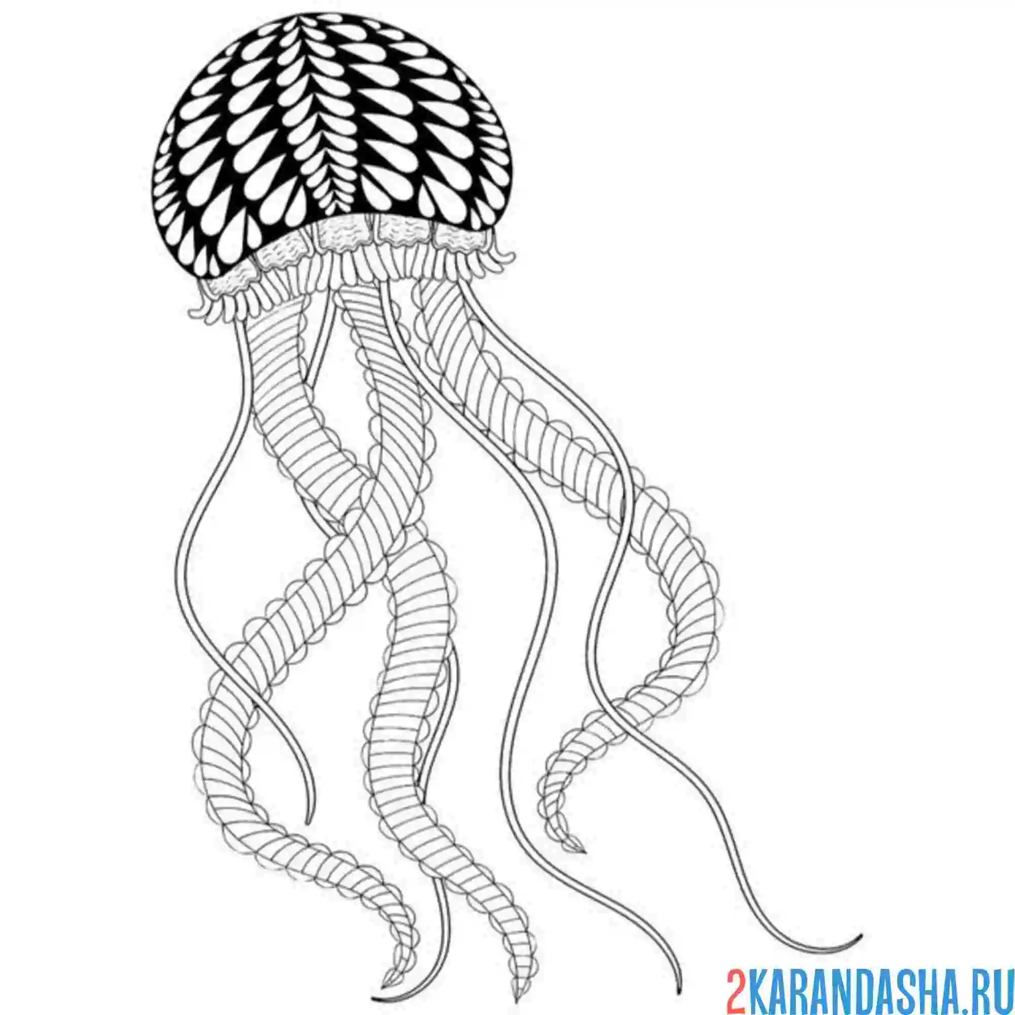 Раскраска медуза для антистресс