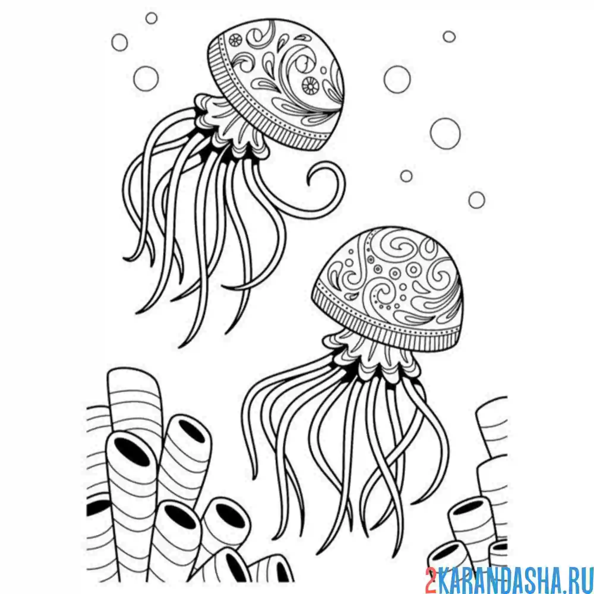 Раскраска две медузы