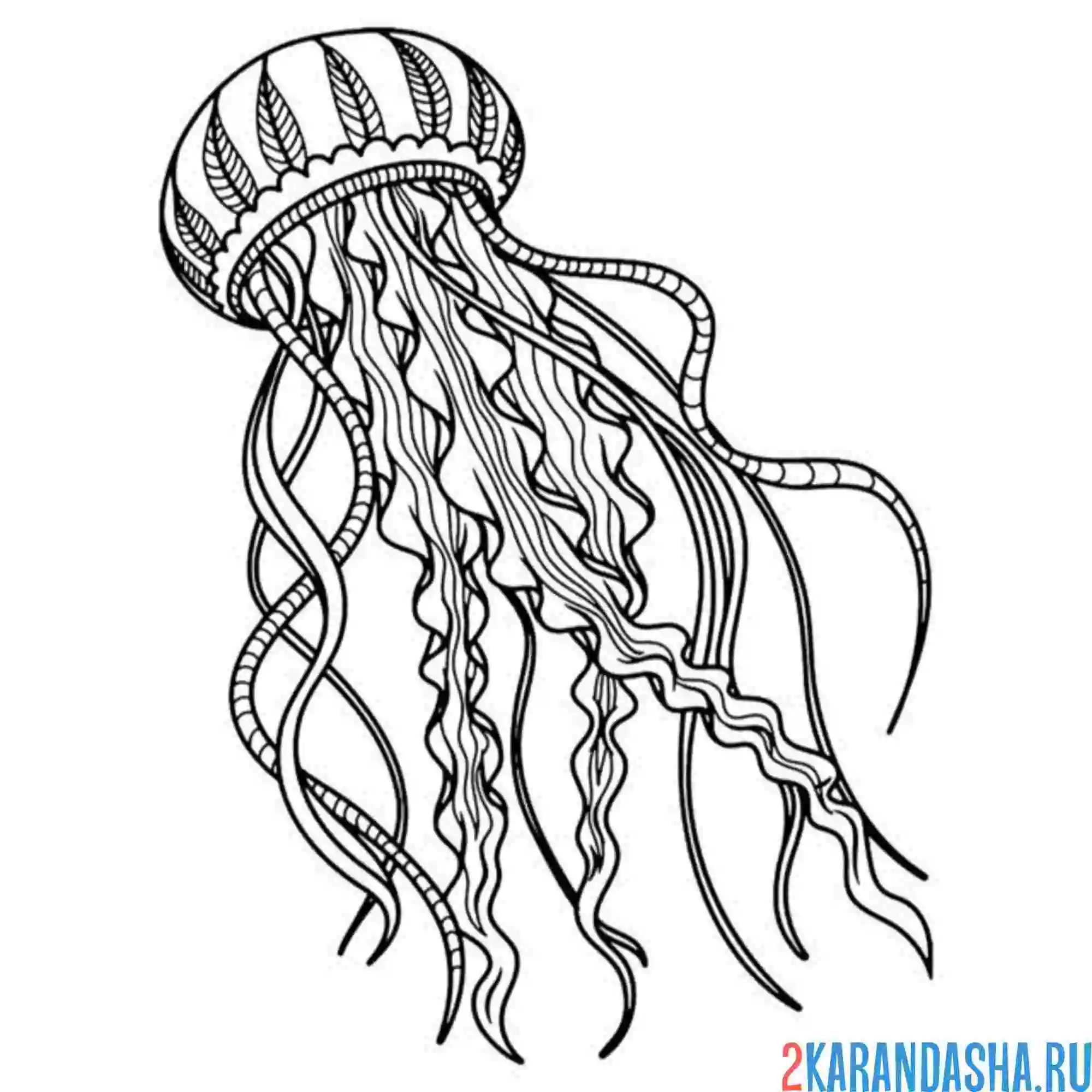 Раскраска медуза 3d