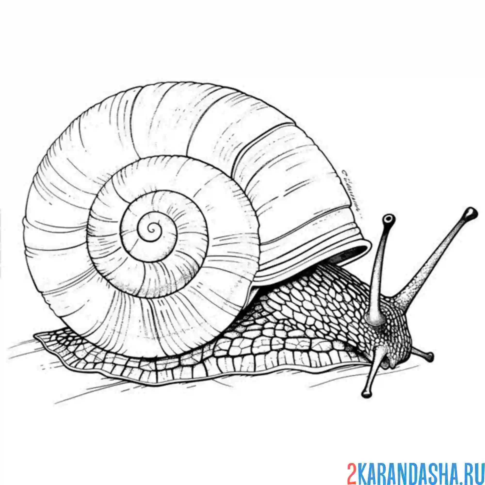 Раскраска настоящая улитка