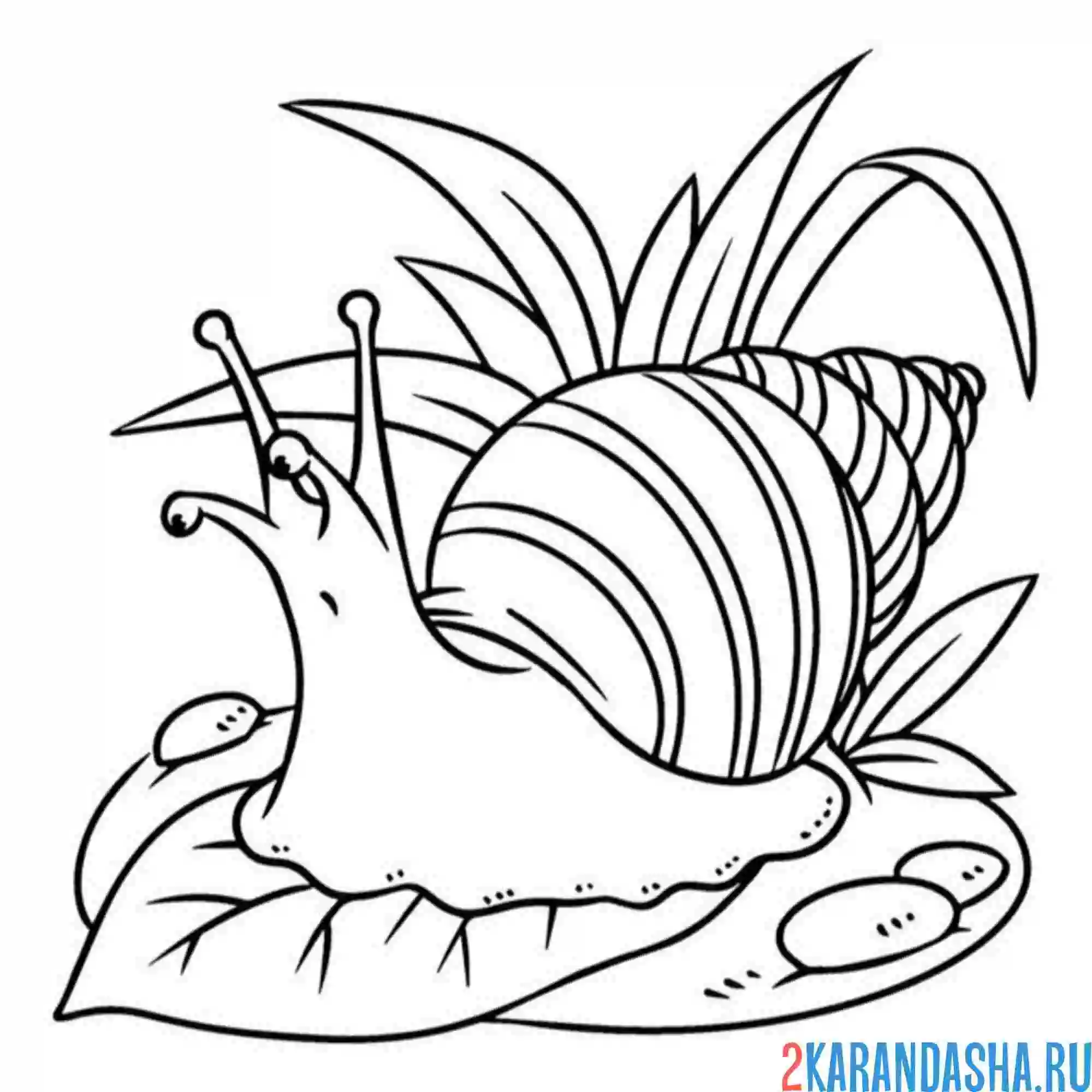 Раскраска улитка ползучая