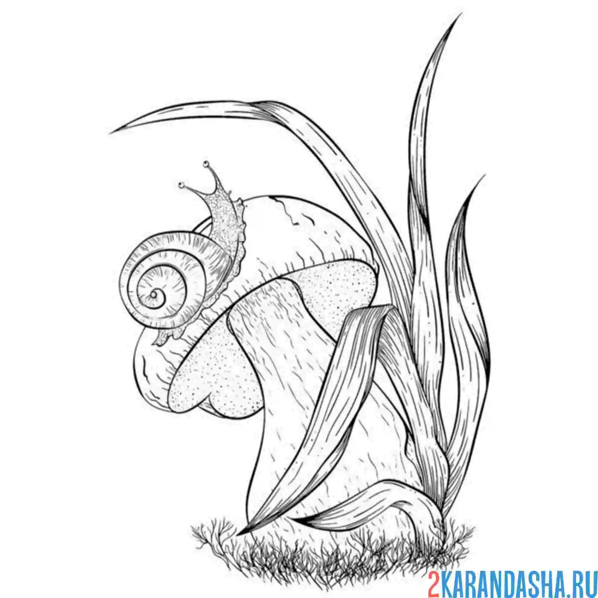 Раскраска улитка настоящая на грибочке