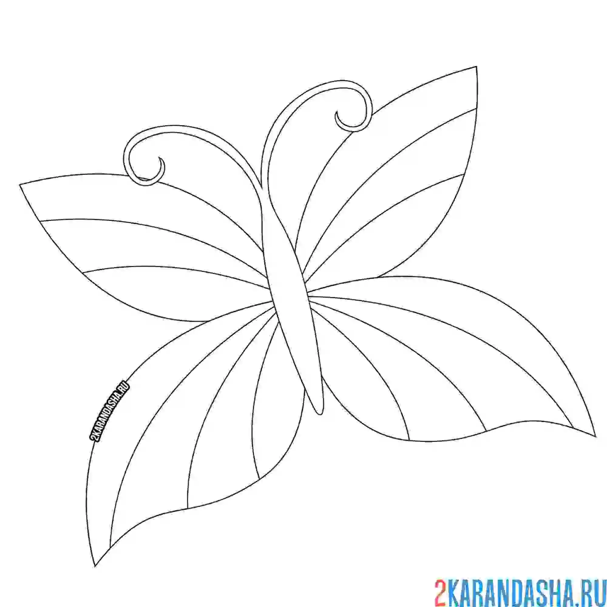 Раскраска полосатая бабочка