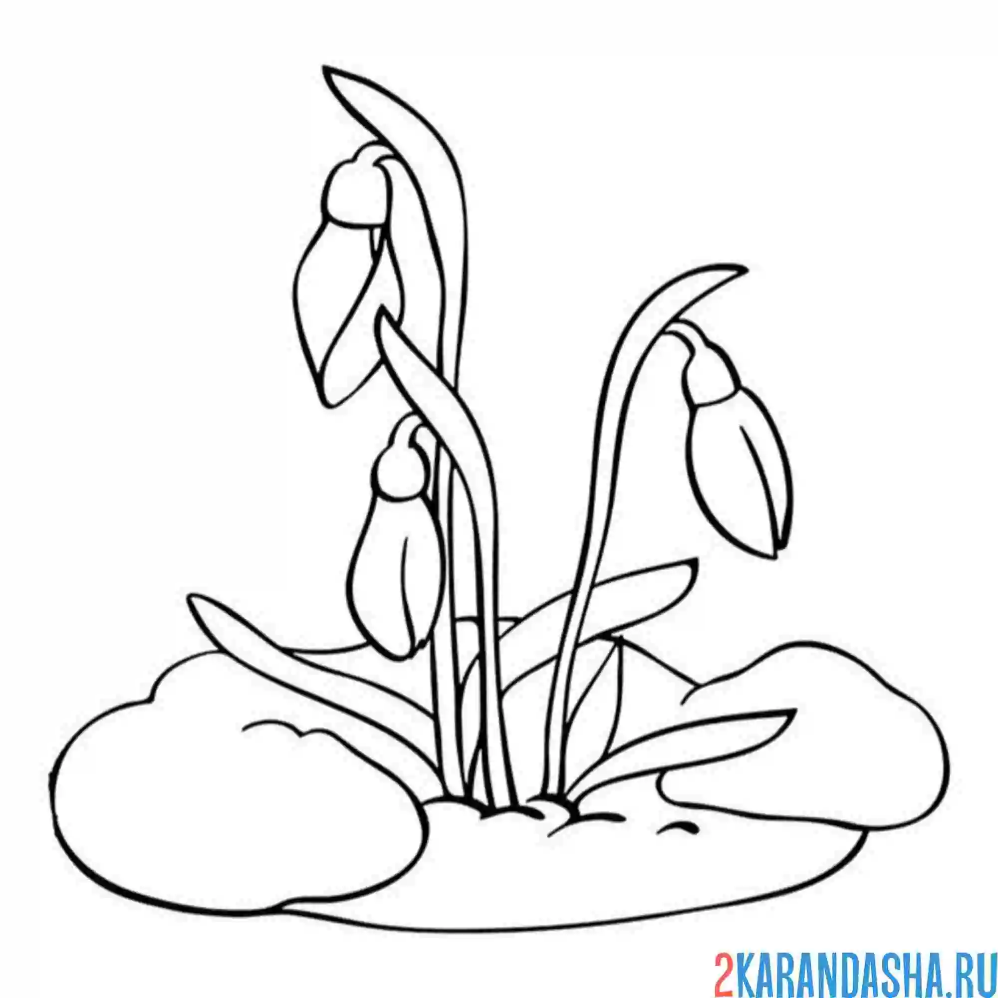 Раскраска подснежники в снегу