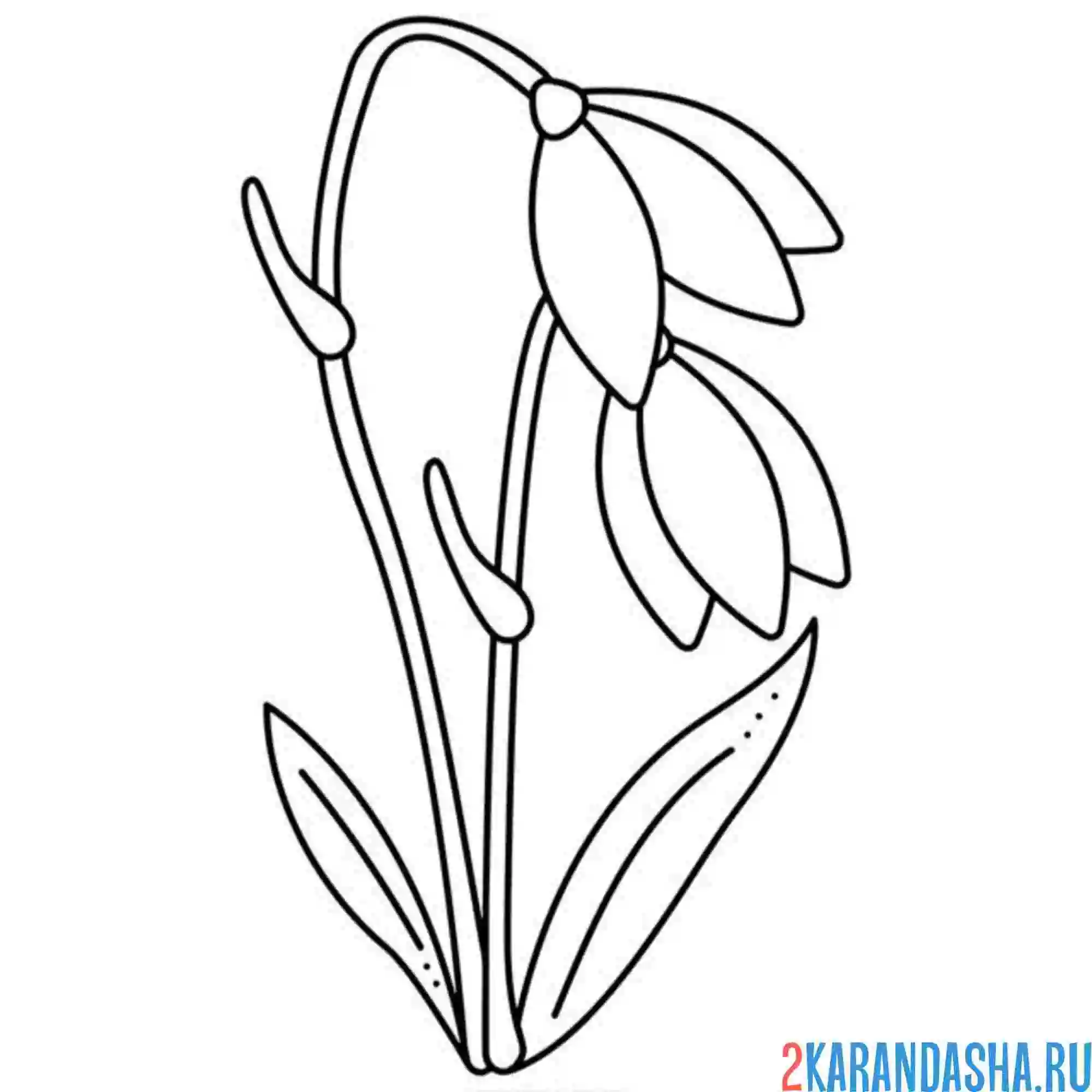 Раскраска подснежники просыпаются