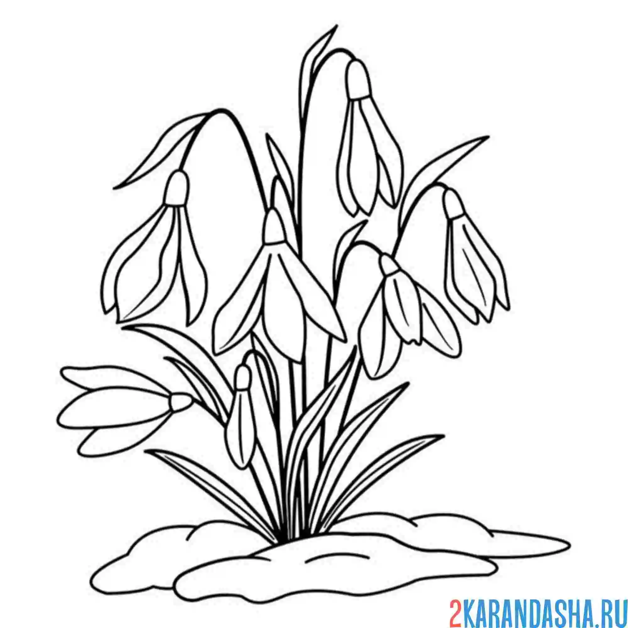 Раскраска подснежники под снегом