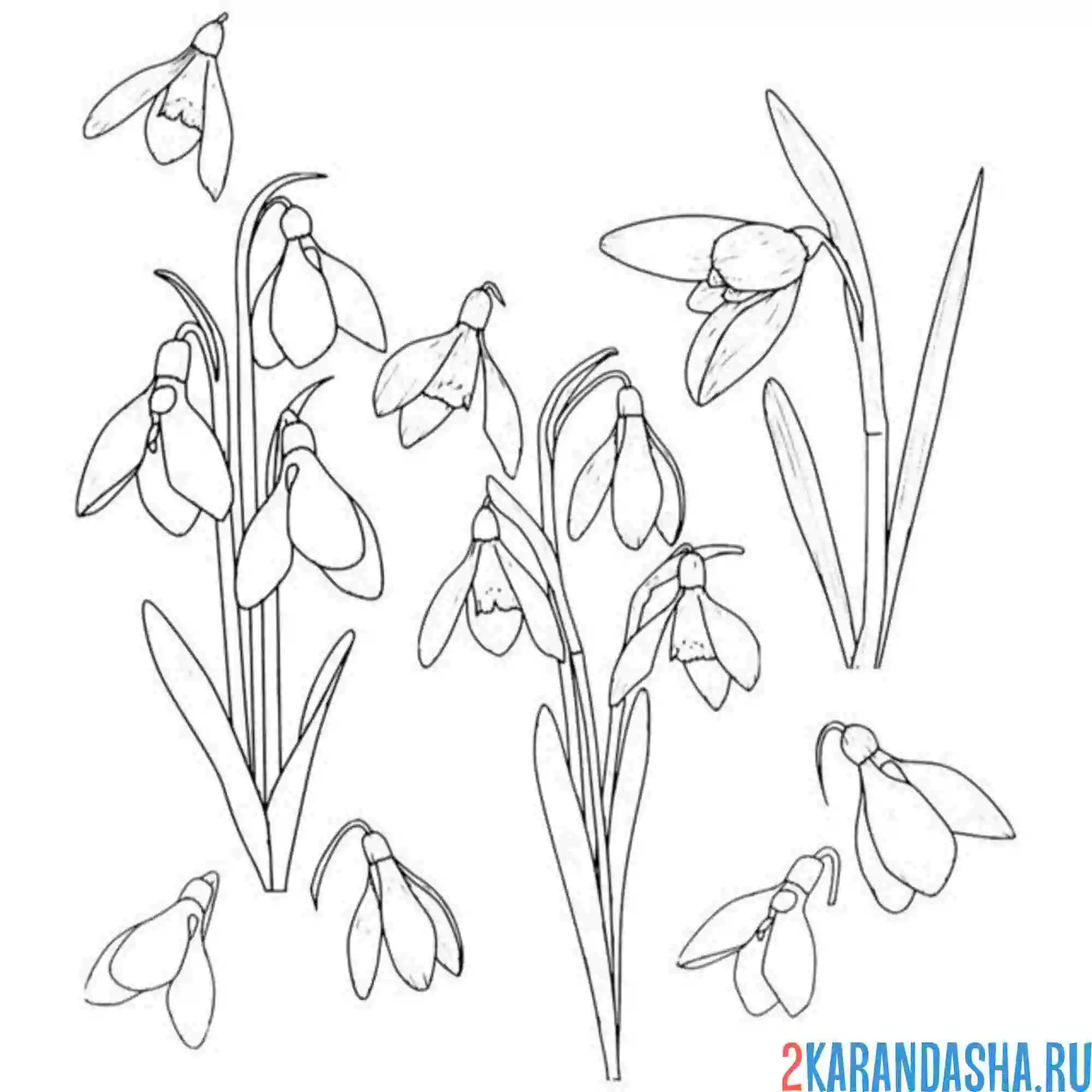 Раскраска подснежники разные