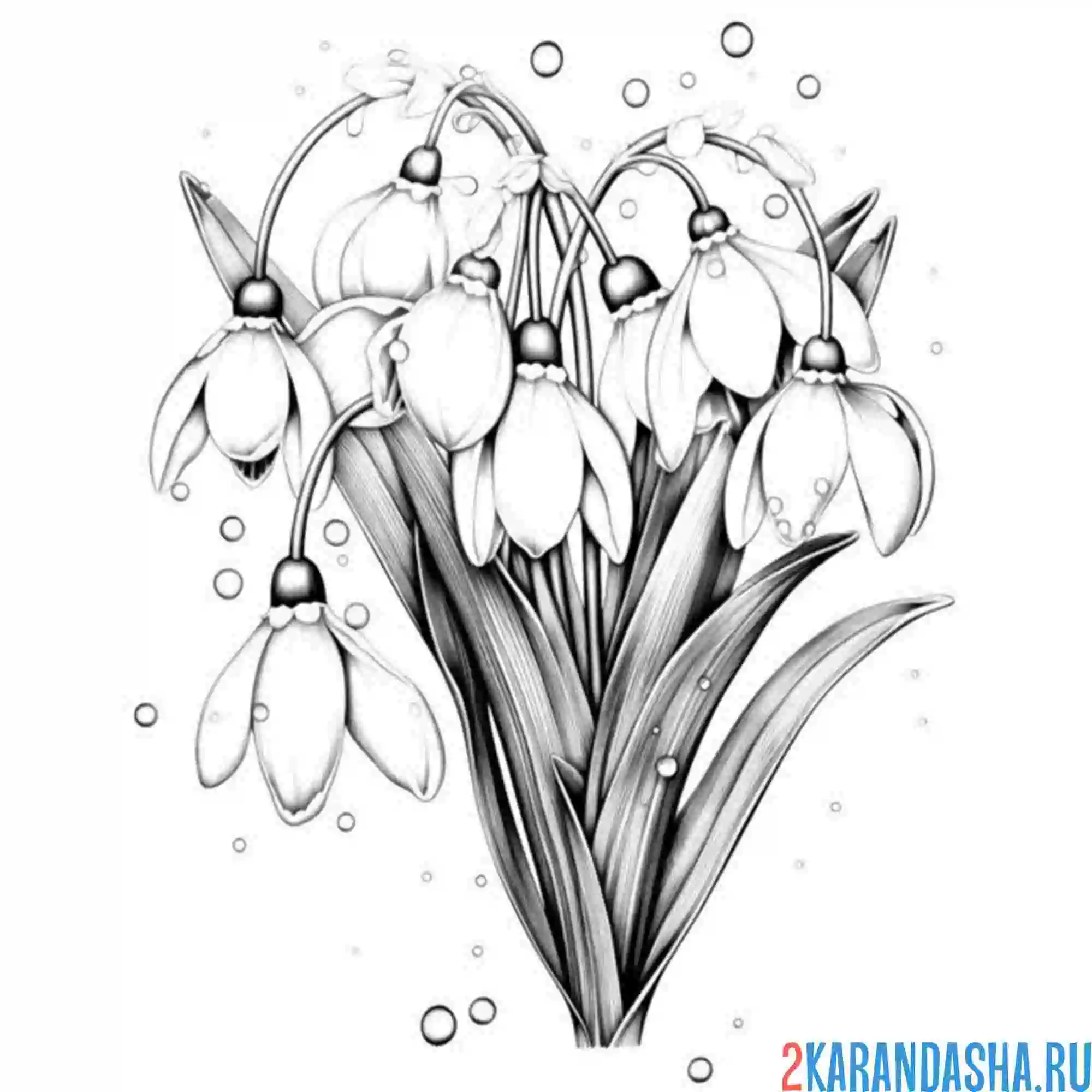 Раскраска подснежники настоящие