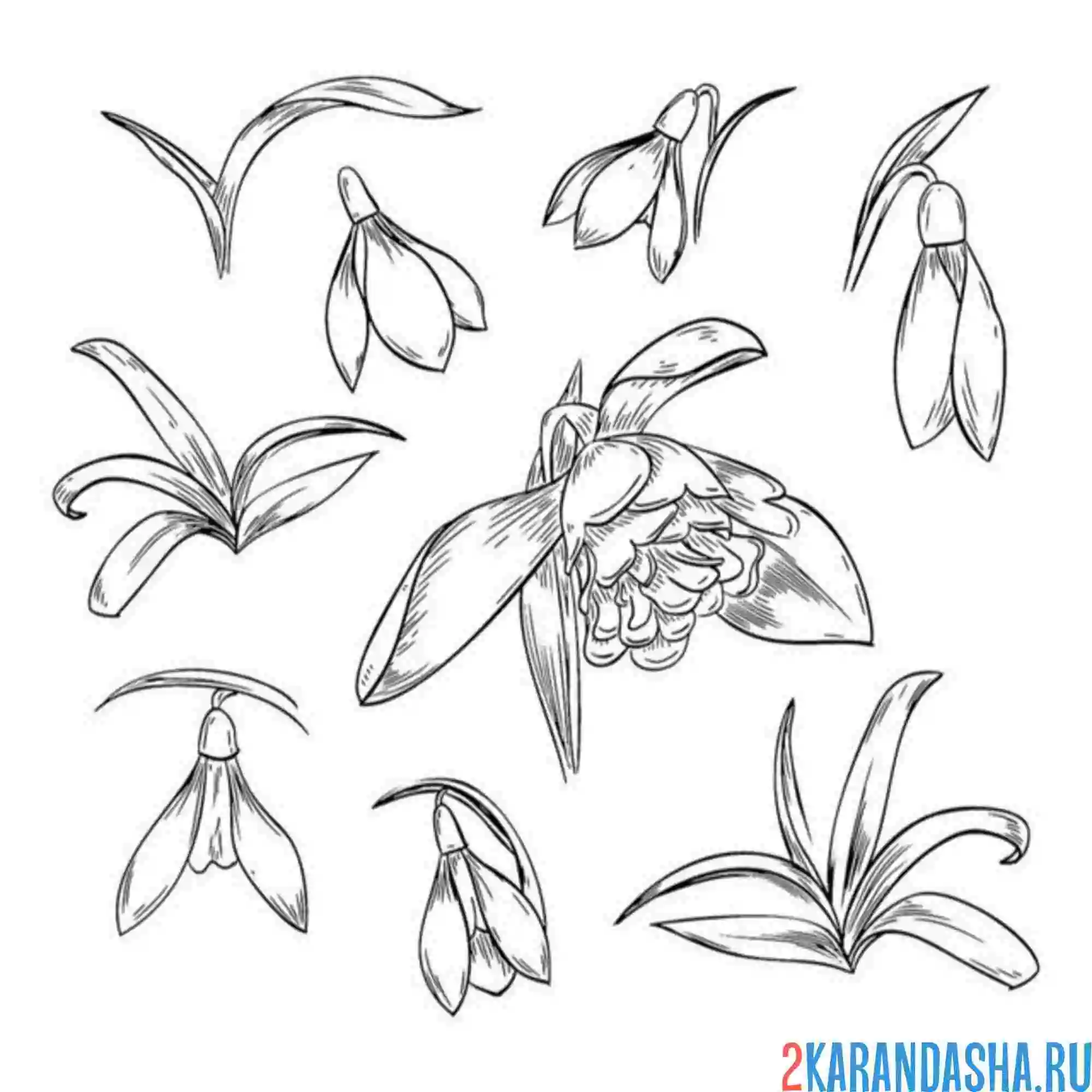 Раскраска подснежники по частям