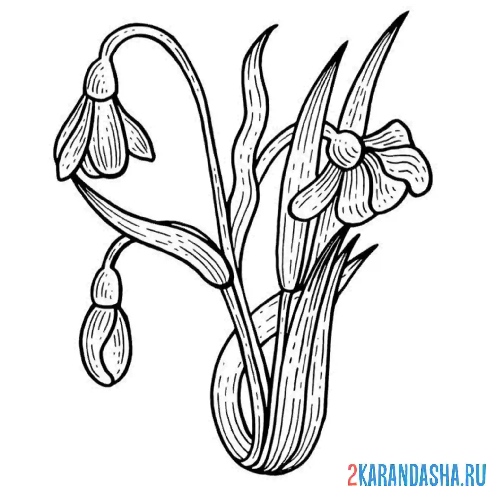 Раскраска подснежники вместе