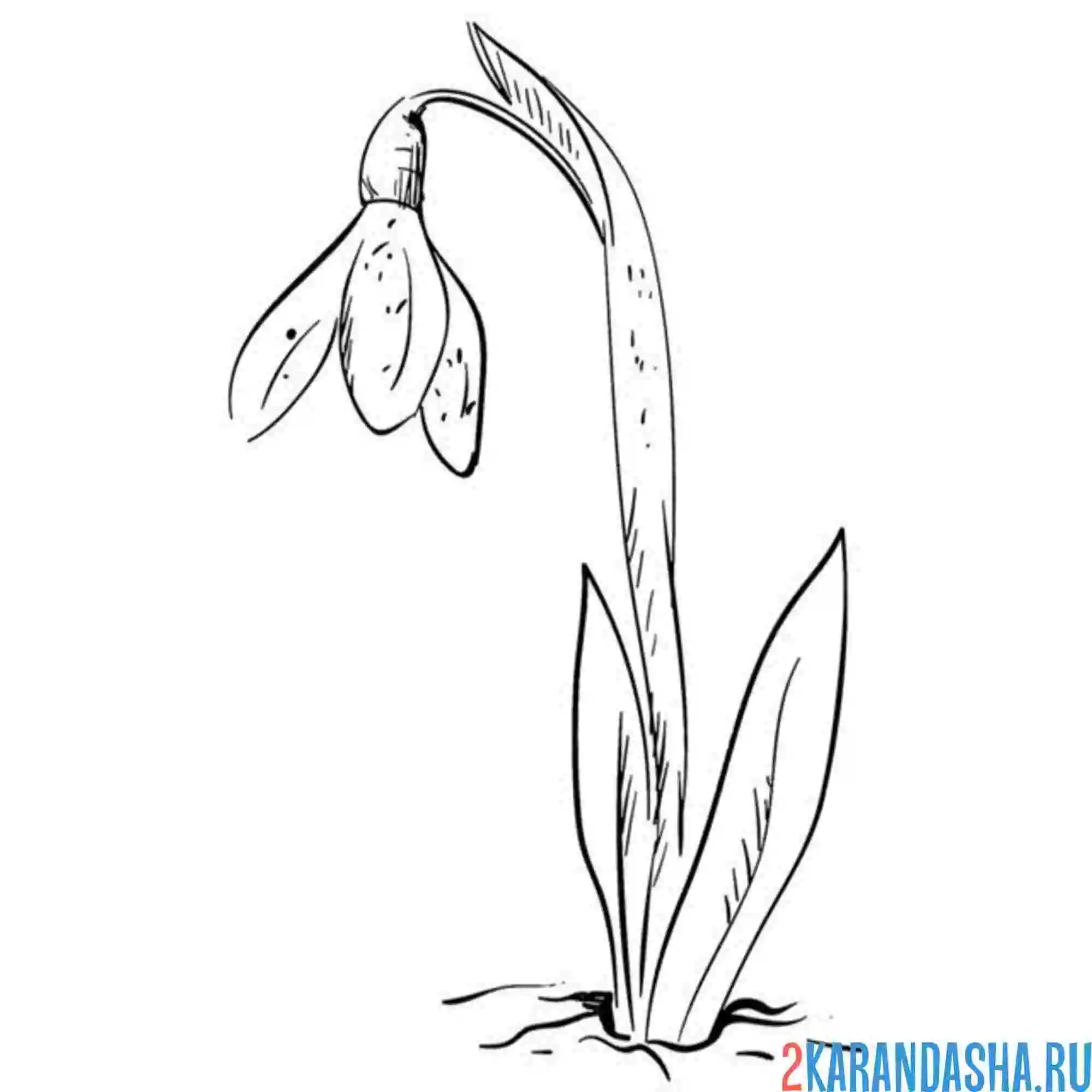 Раскраска подснежник одинокий