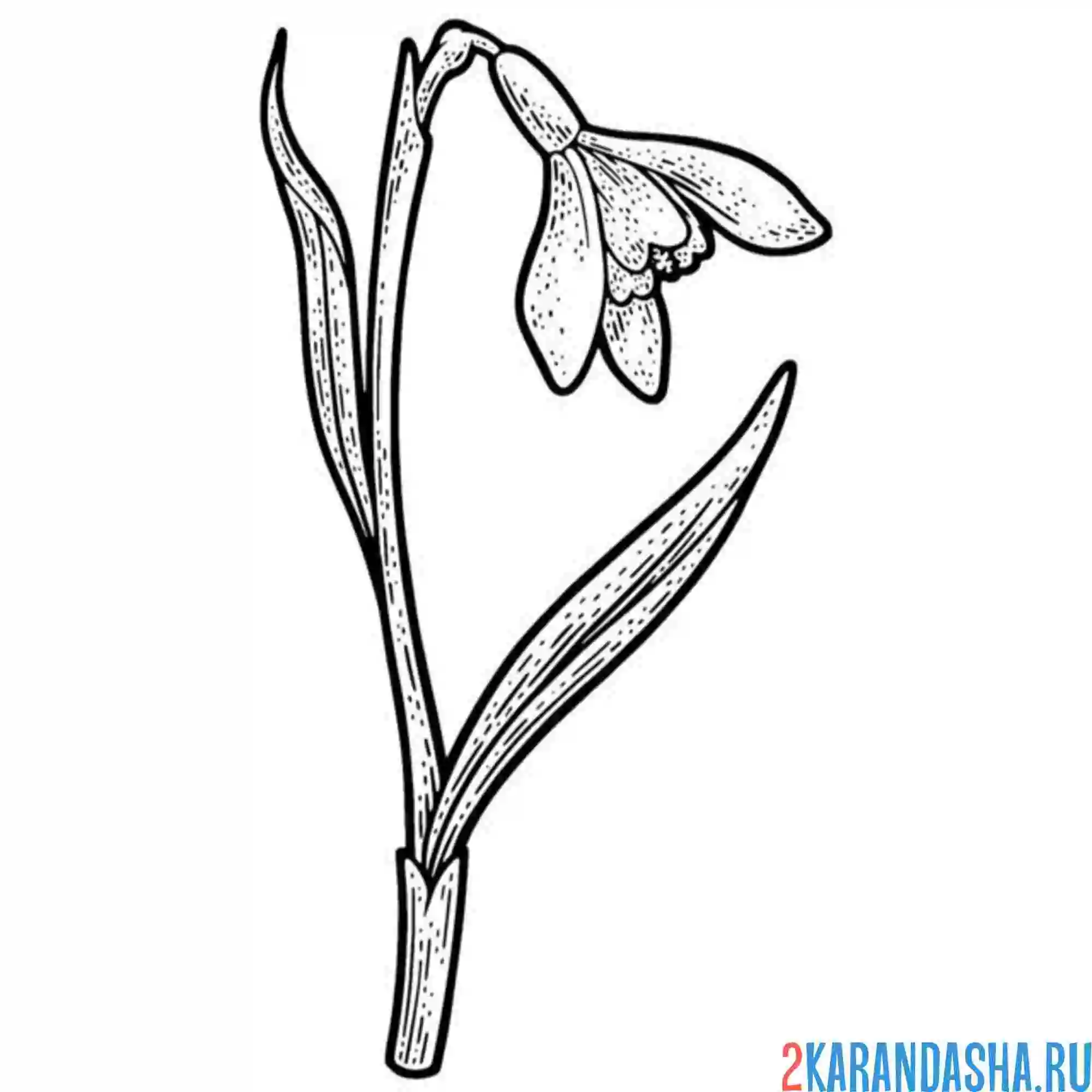 Раскраска подснежник красивый