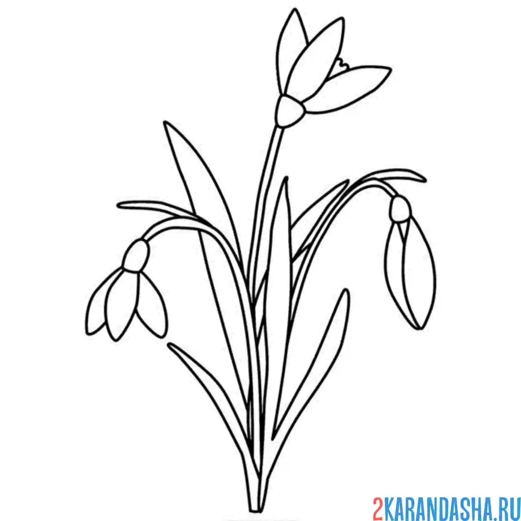 Раскраска подснежники весну встречает