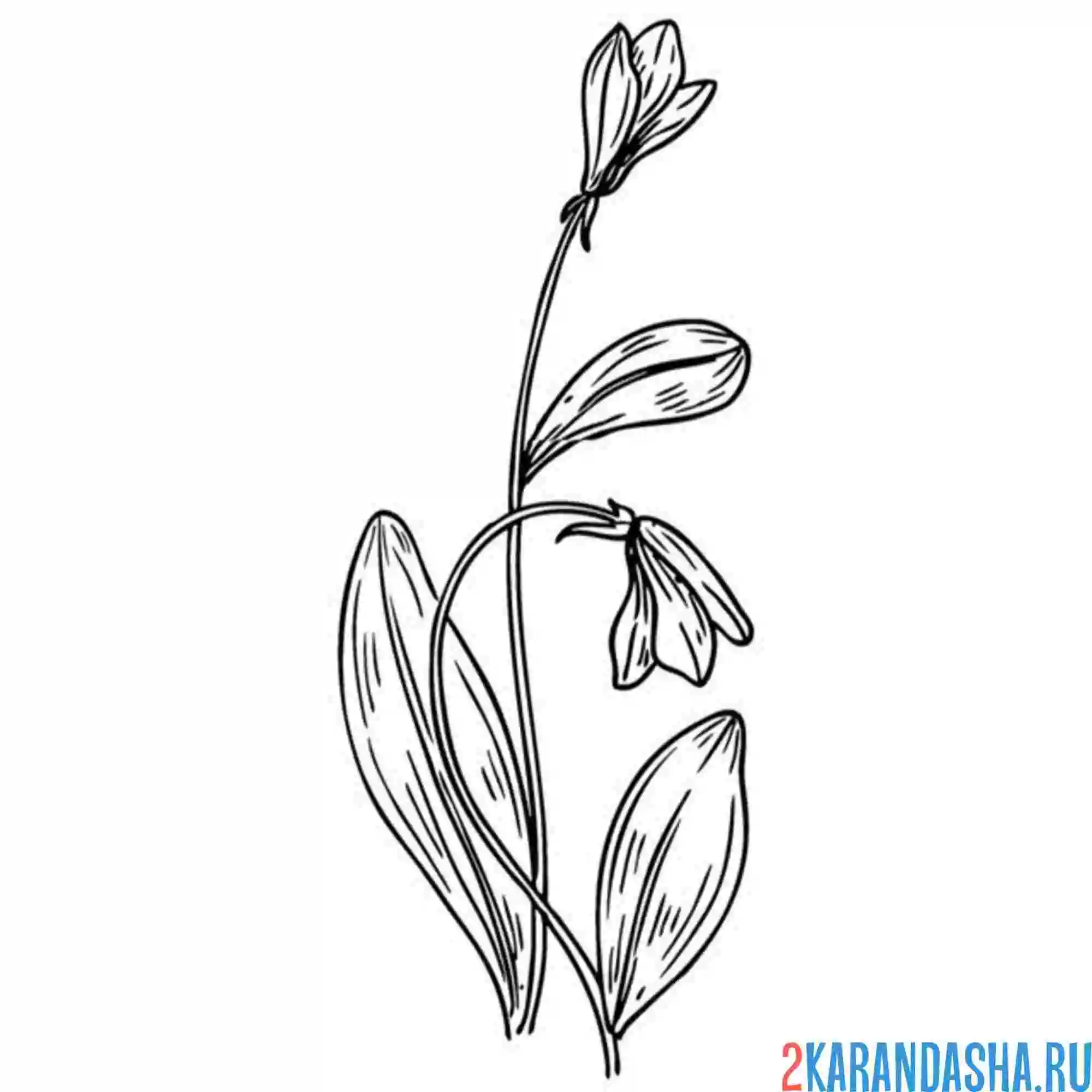 Раскраска подснежники тянется