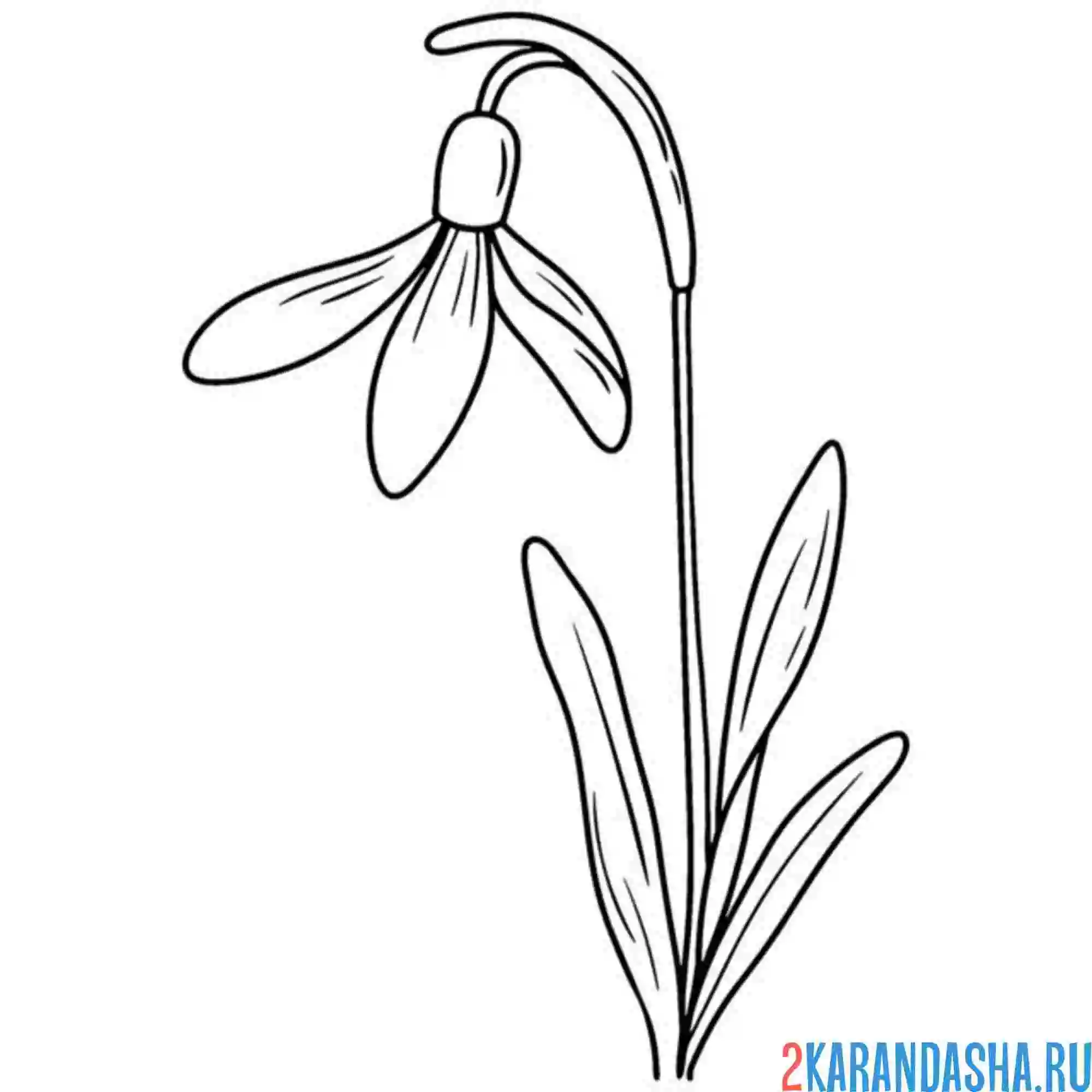 Раскраска подснежники хочет расцвести