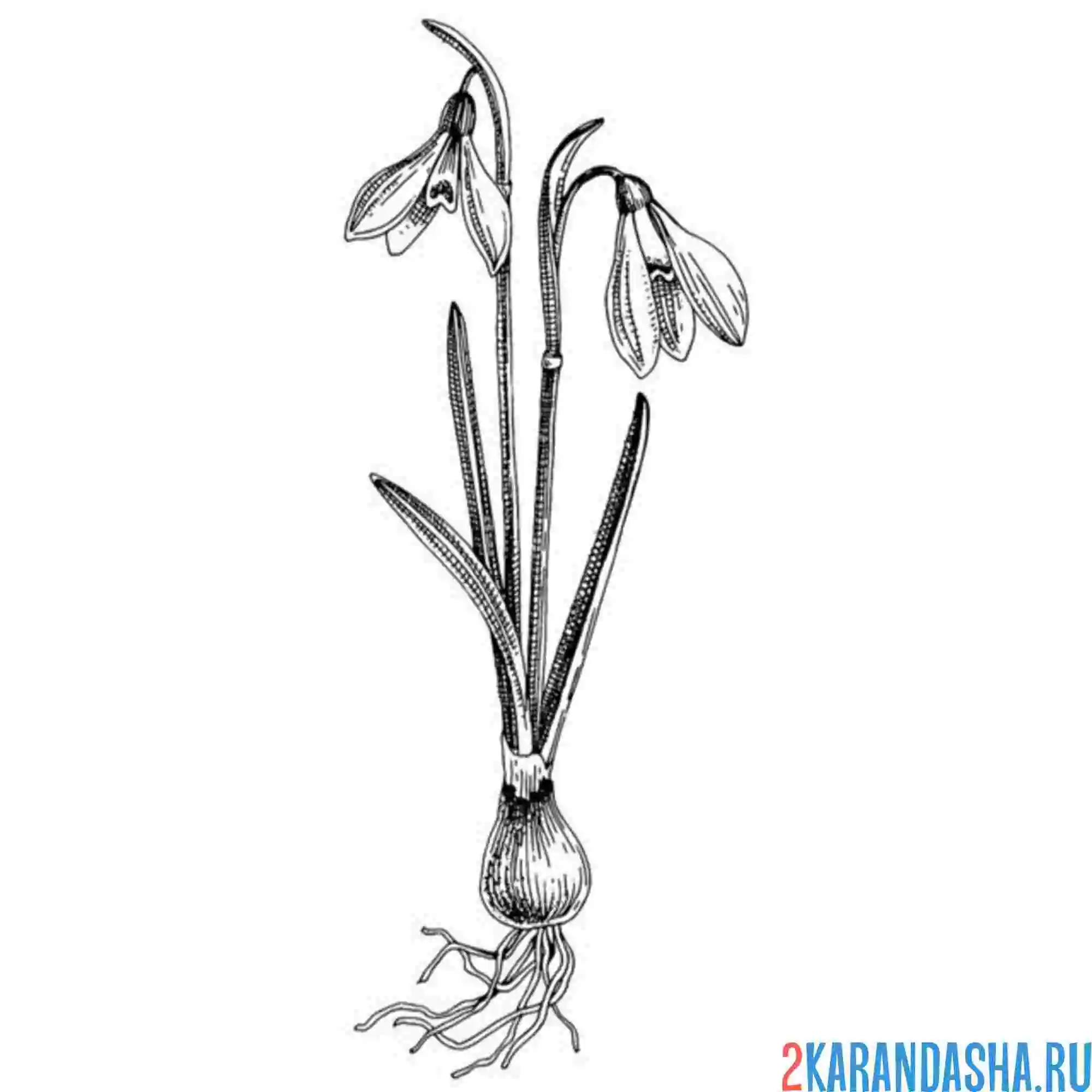 Раскраска подснежники с луковицей