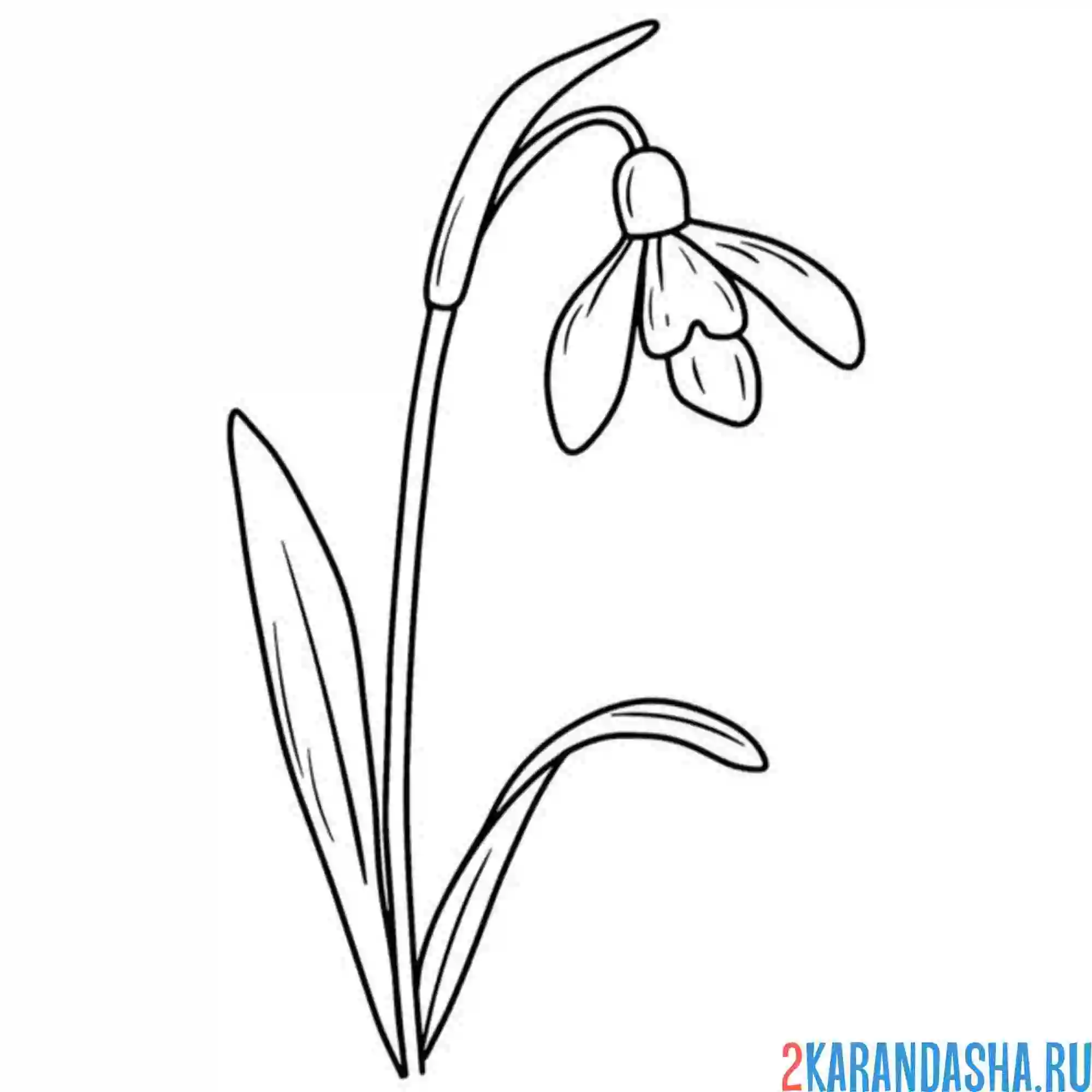 Раскраска подснежники почти распустился