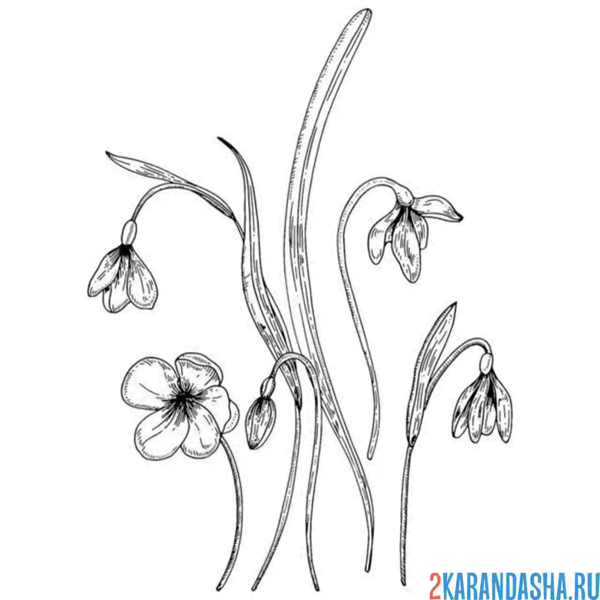 Раскраска подснежники много