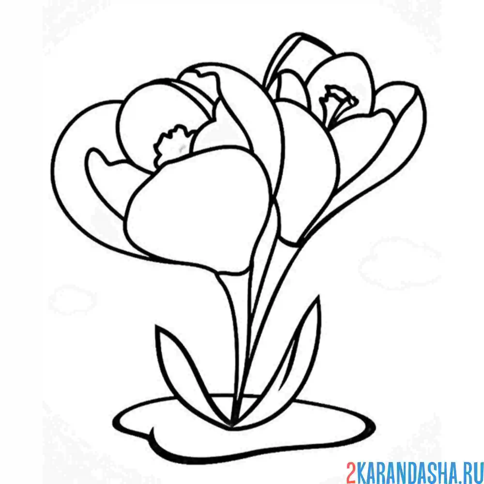 Раскраска подснежники два