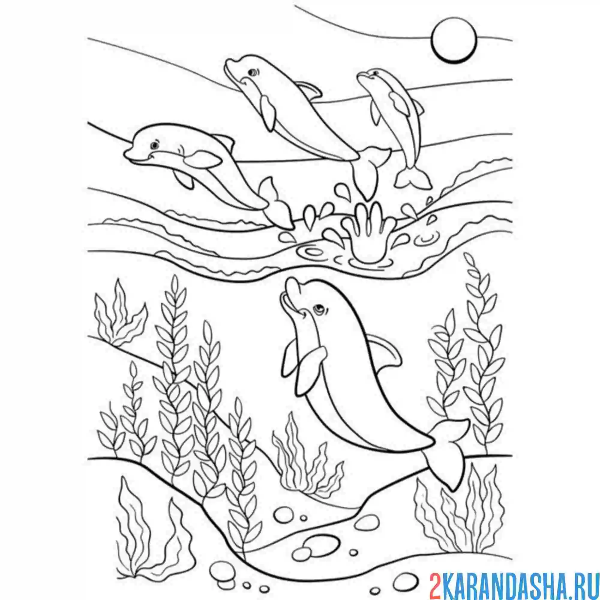 Раскраска дельфин группа