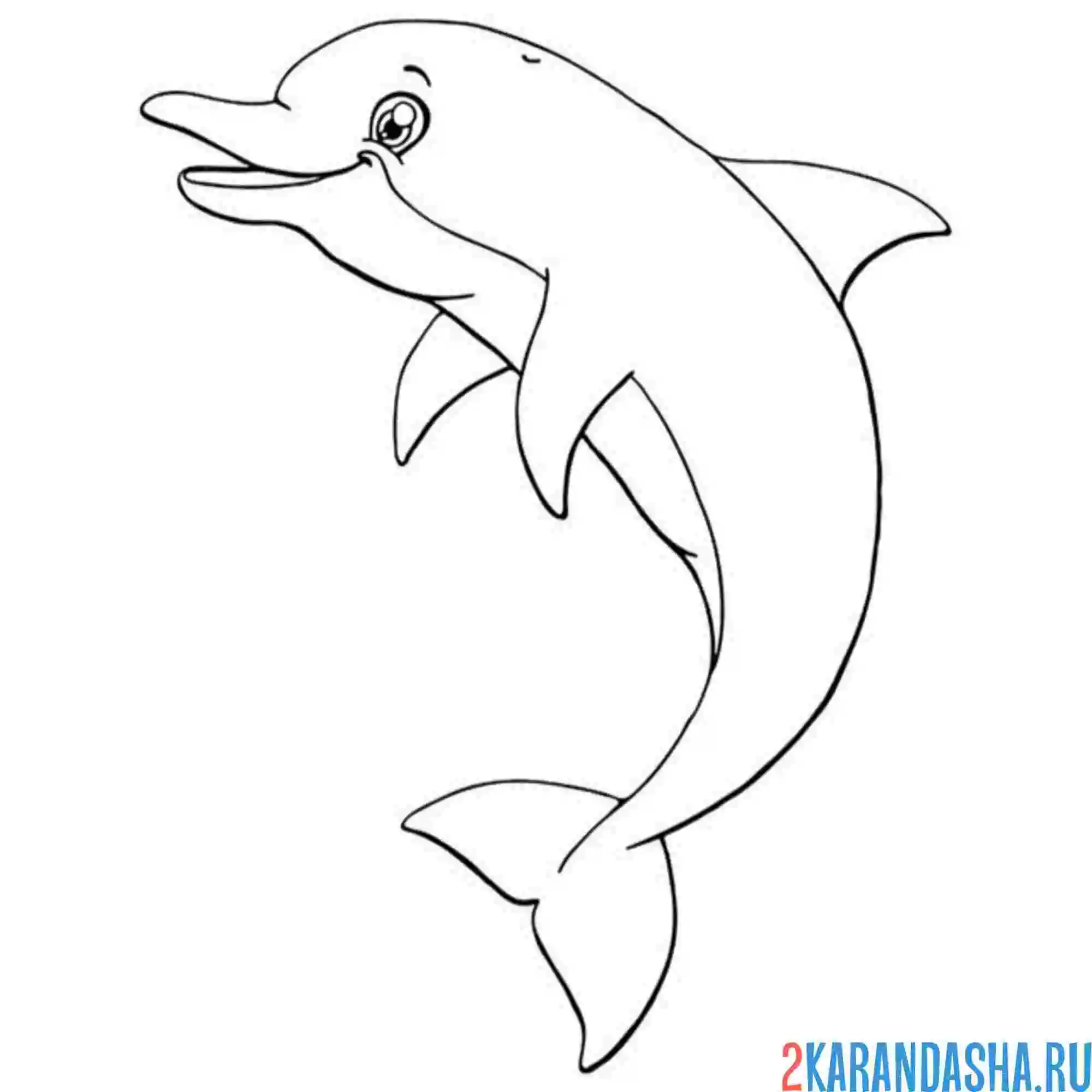 Раскраска красивый молодой дельфин