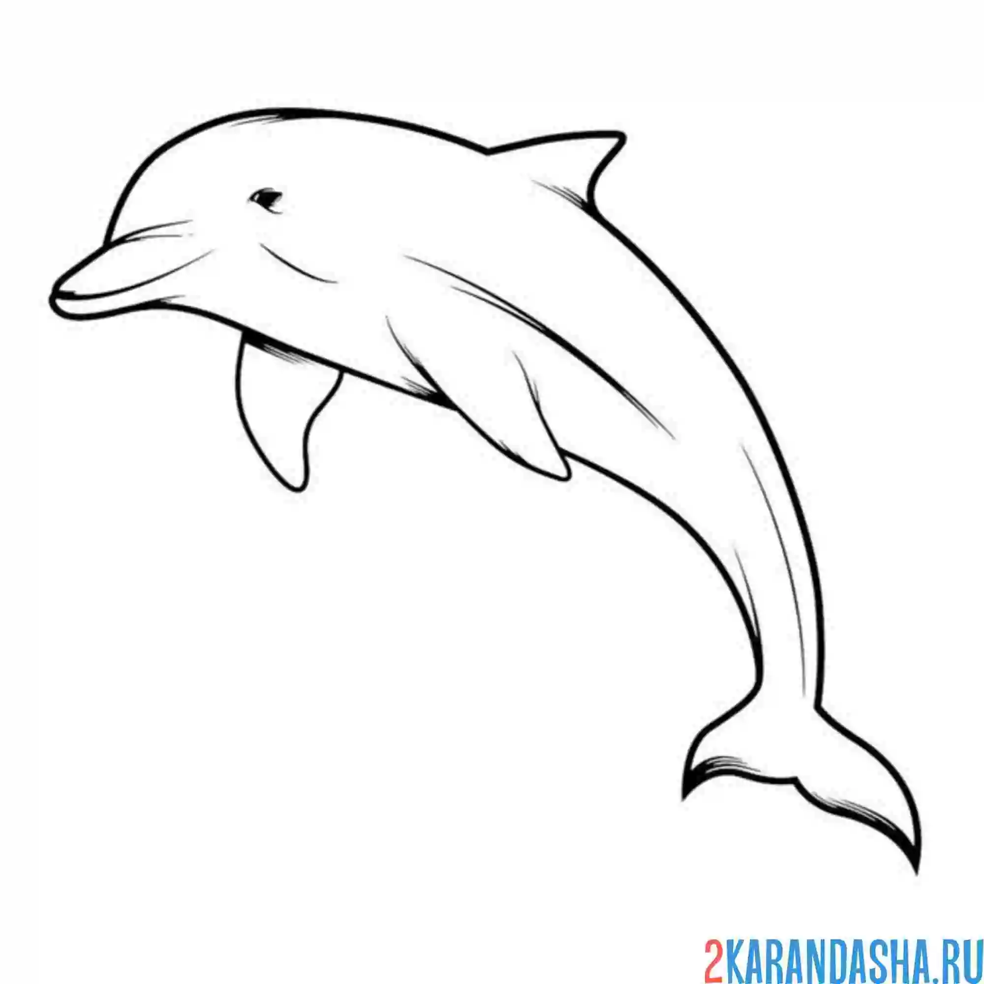 Раскраска одинокий дельфин