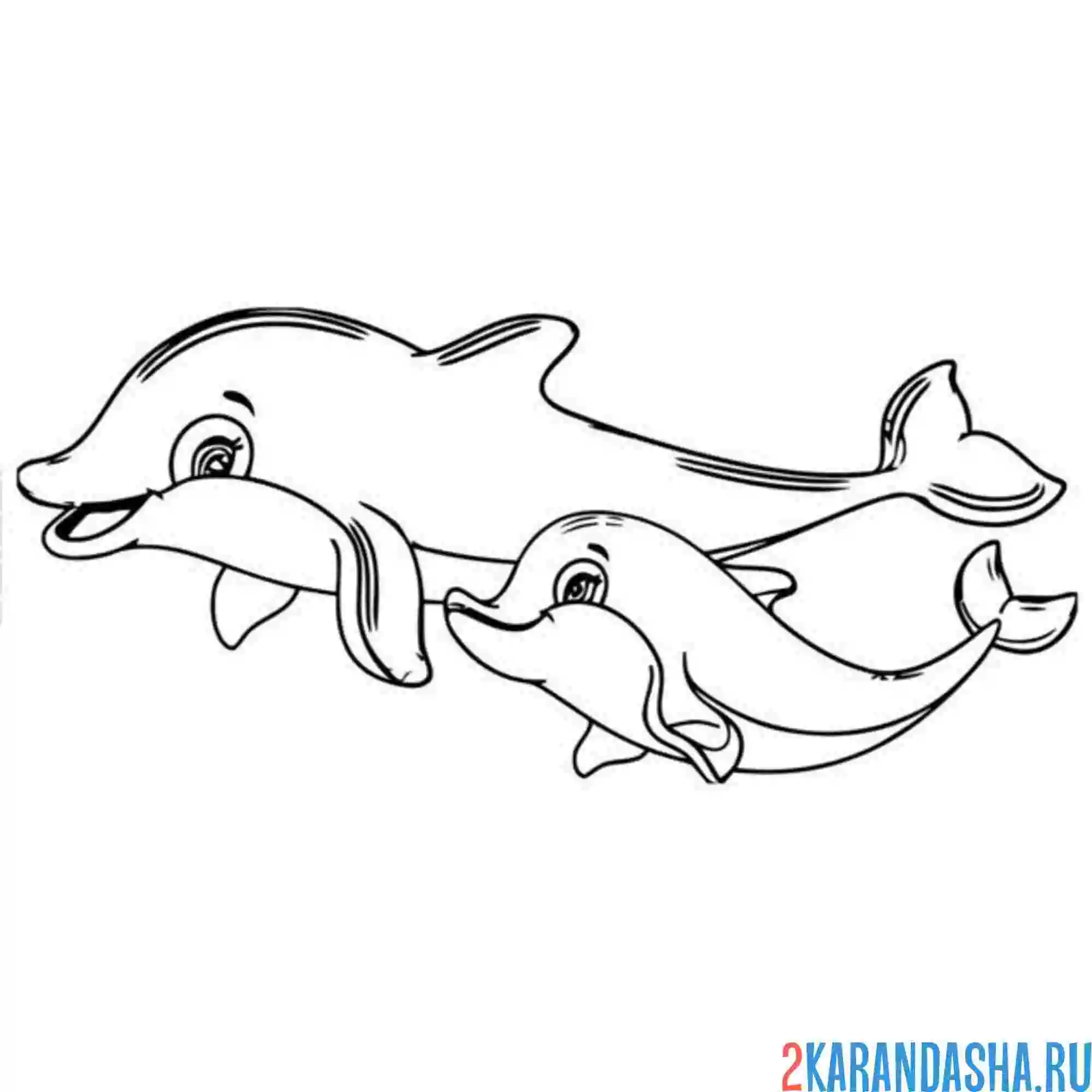 Раскраска семья дельфины