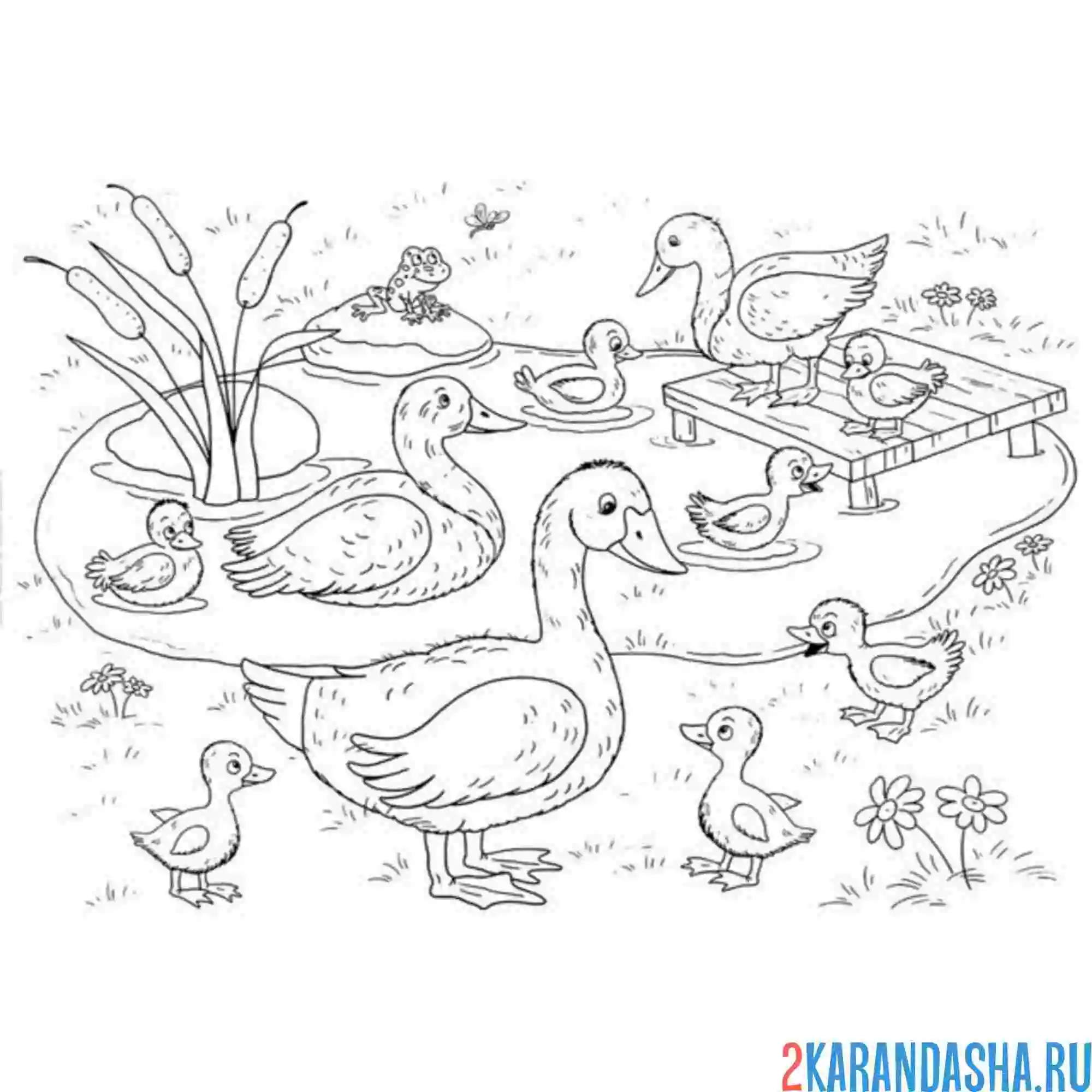 Раскраска фермерские утки и гуси