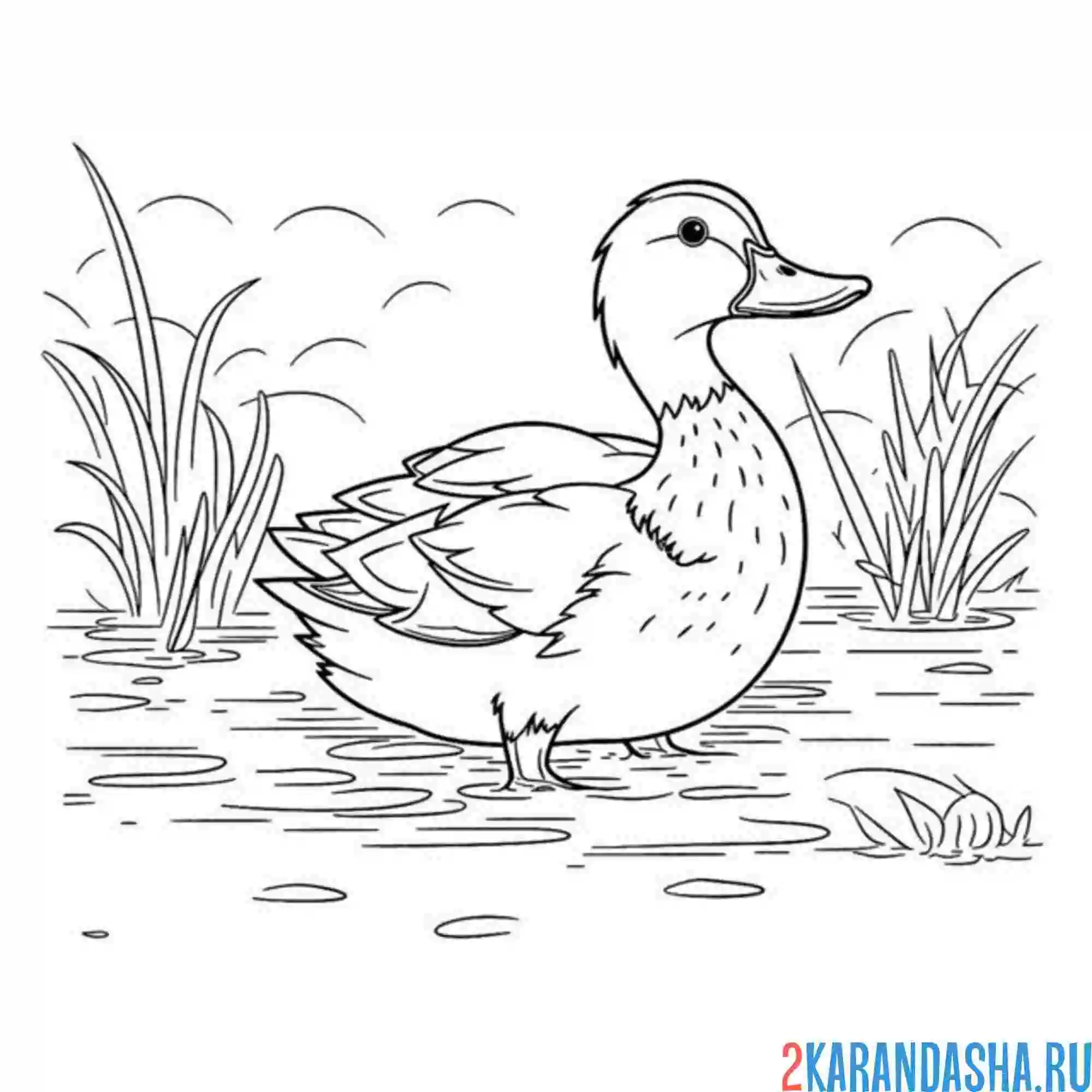 Раскраска красивая утка селезень