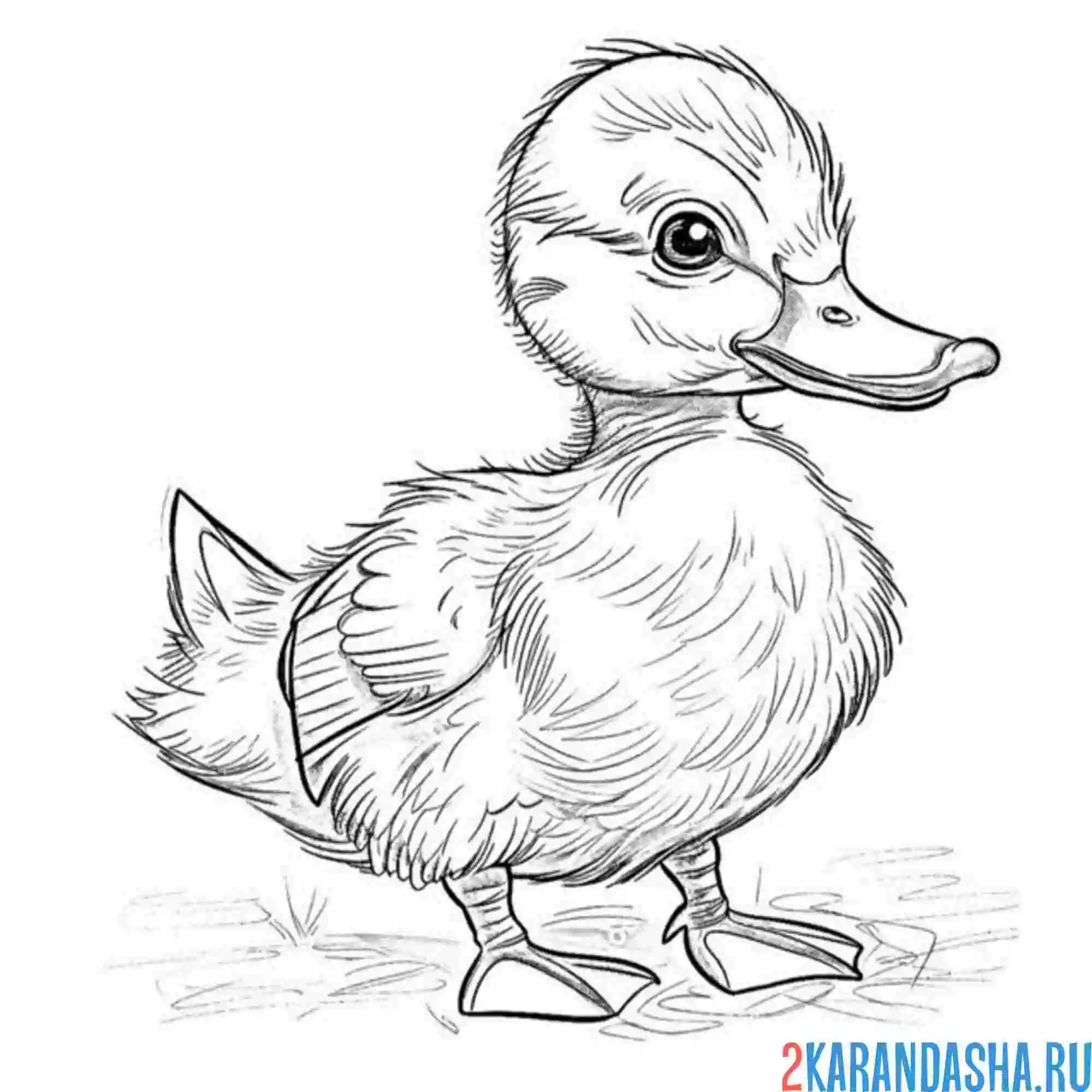 Раскраска пушистый утенок