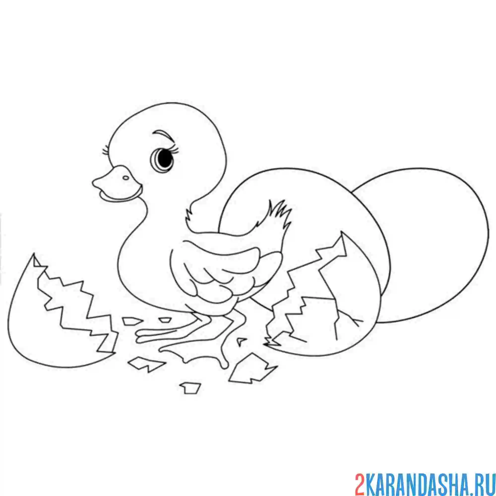 Раскраска вылупился утенок