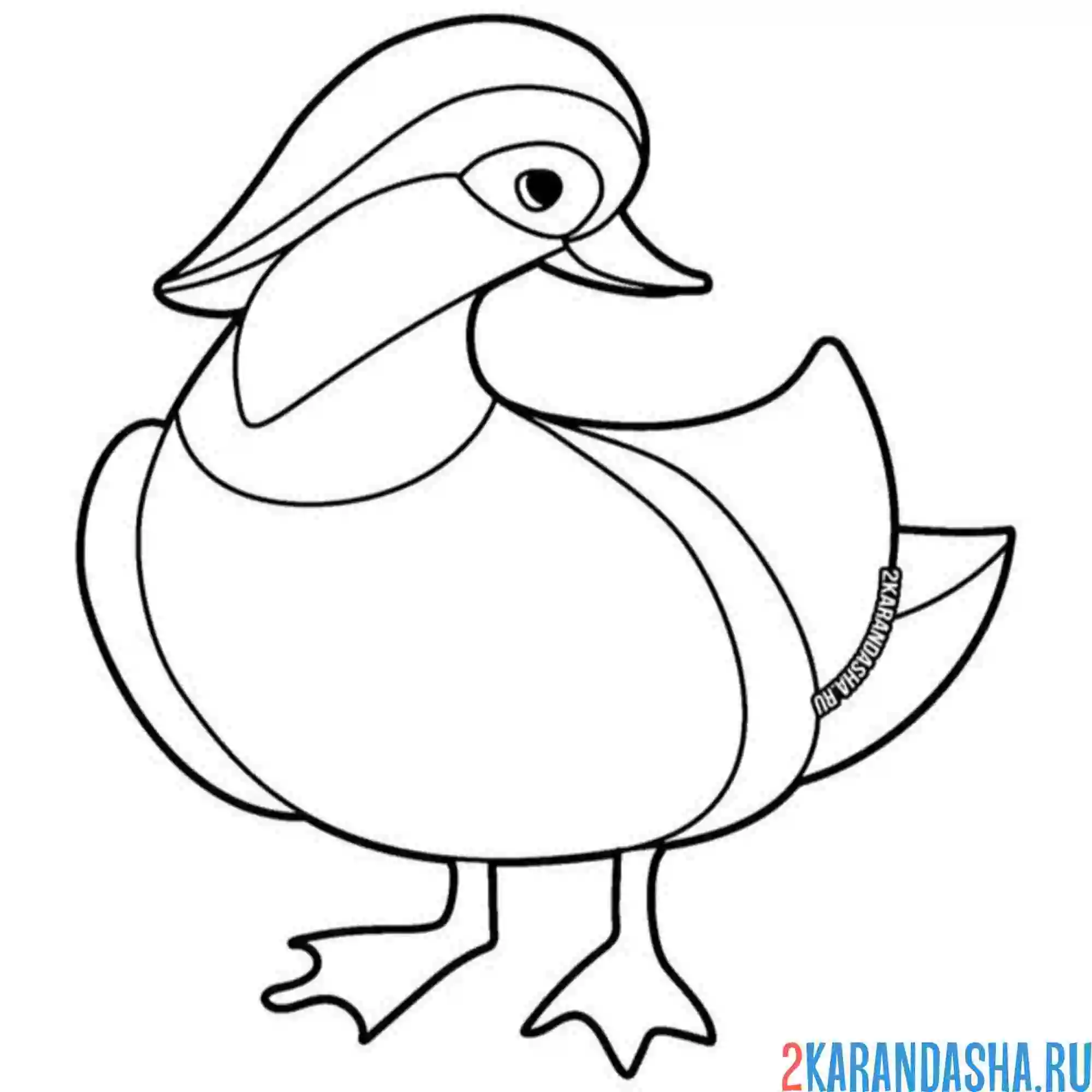 Раскраска утка мандаринка