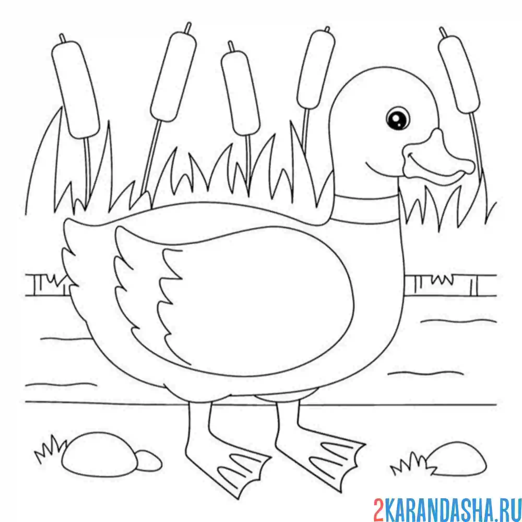 Раскраска утка шлепает