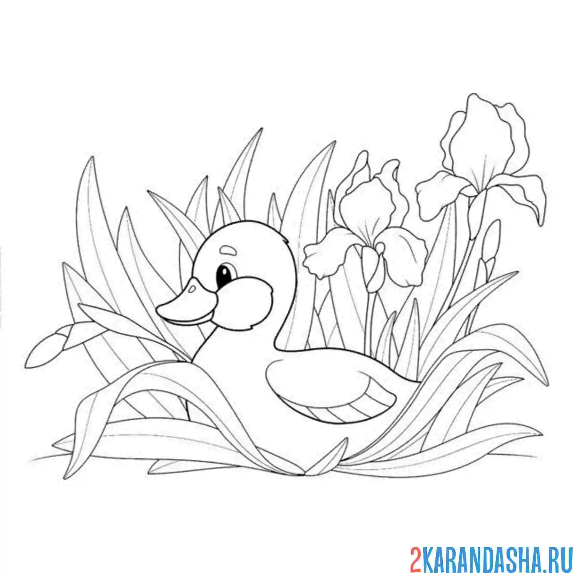 Раскраска утка спряталась в цветах