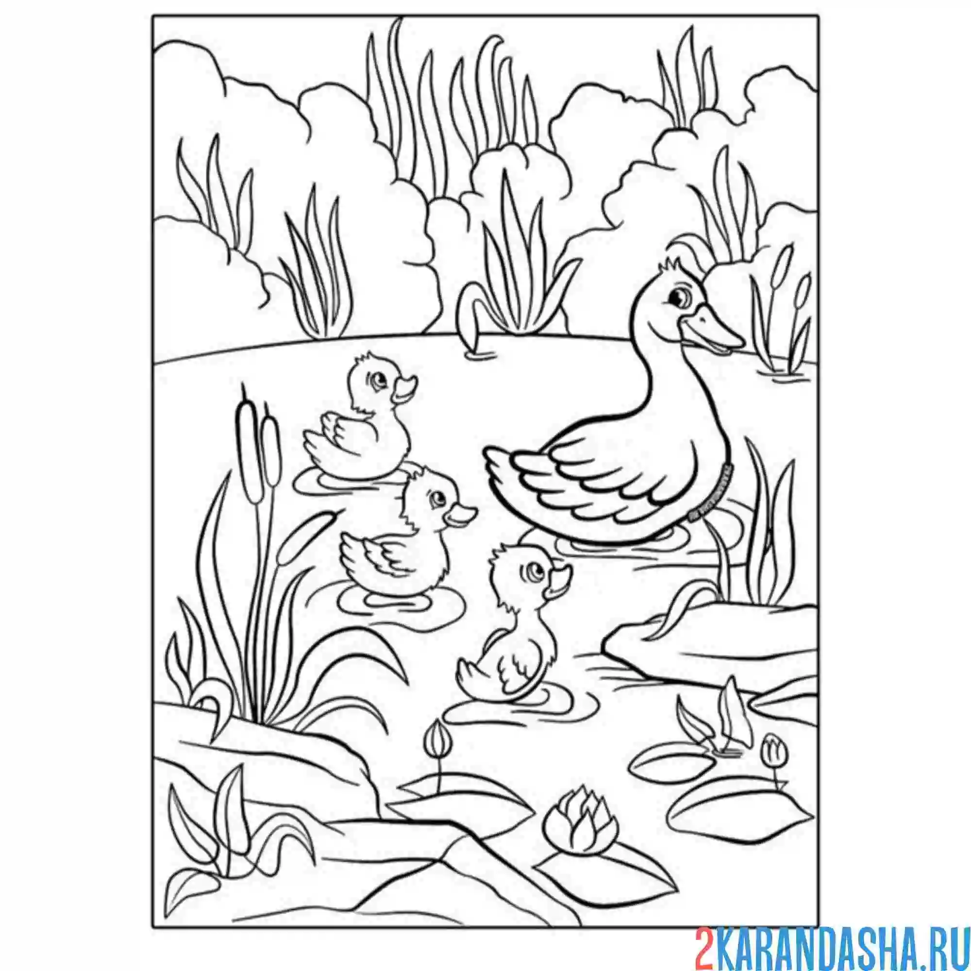 Раскраска утка вывела утят гулять