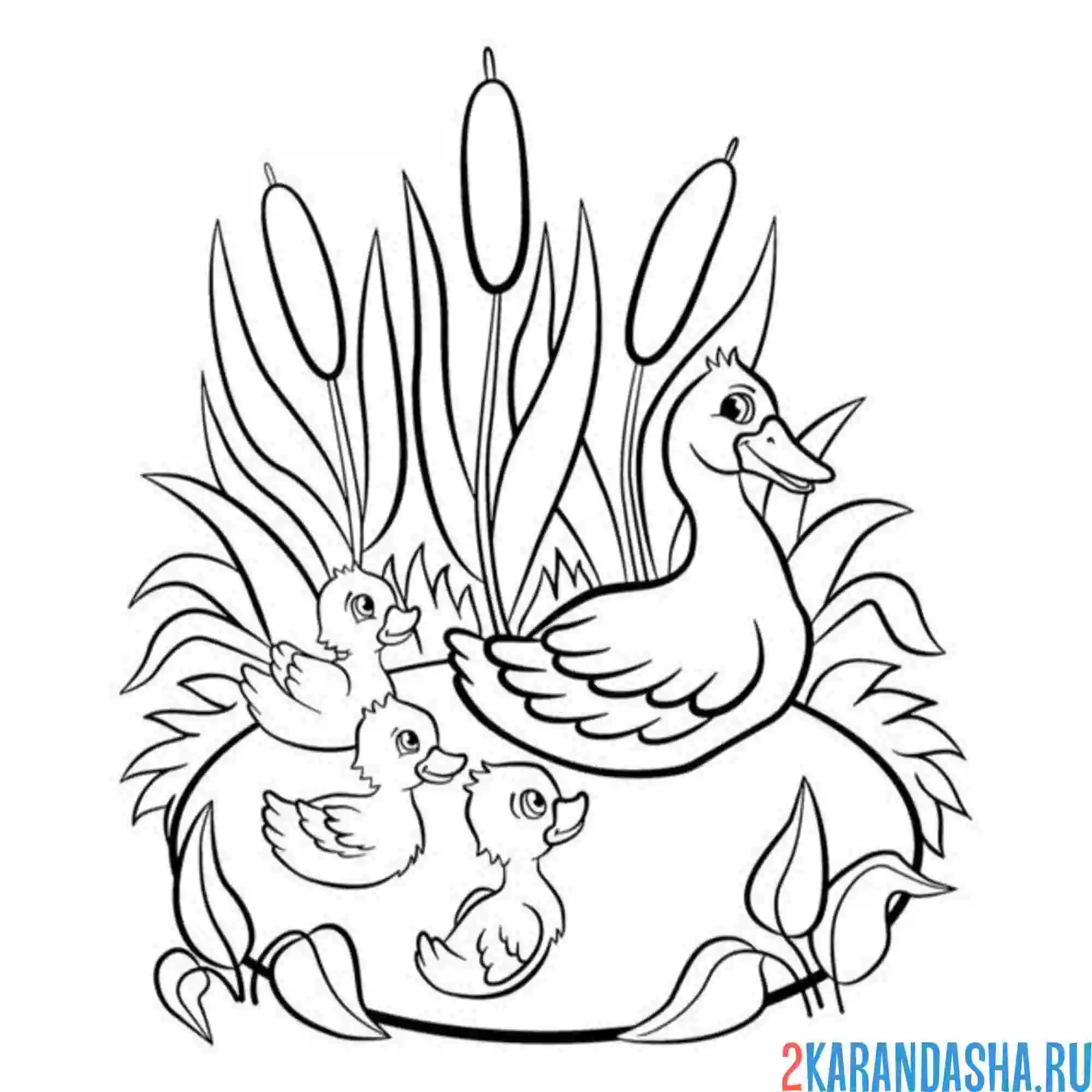 Раскраска мама утка в камышах с утятами