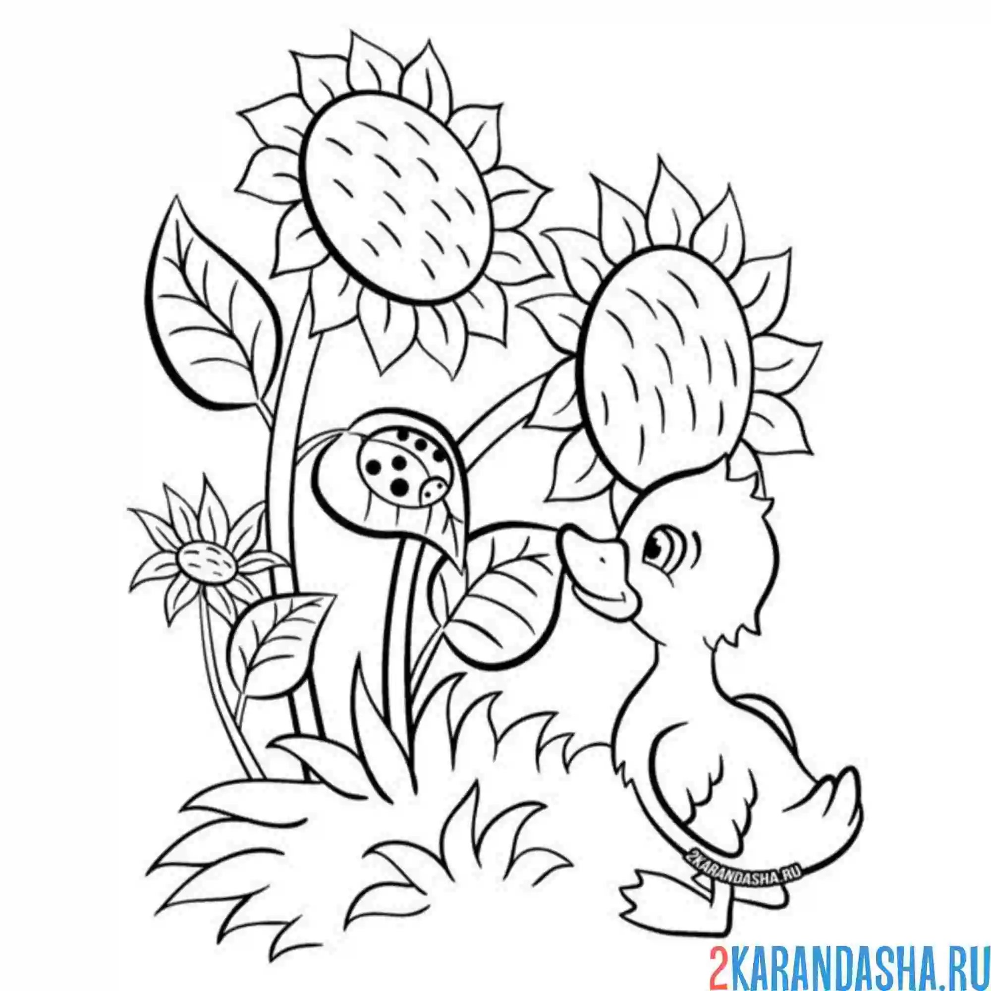 Раскраска утенок и подсолнухи