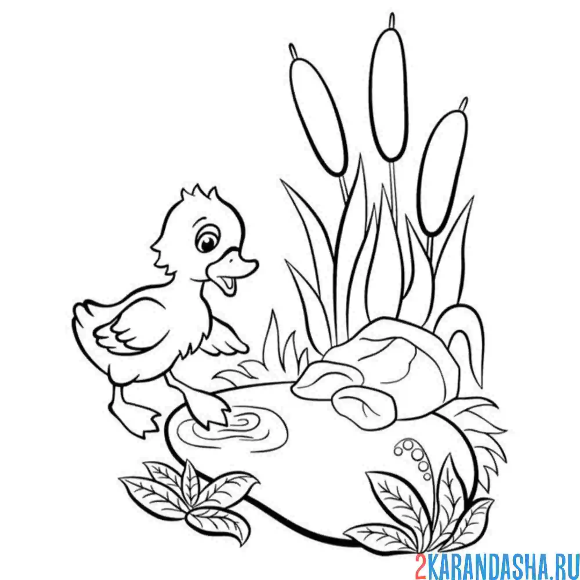 Раскраска утенок пробует воду