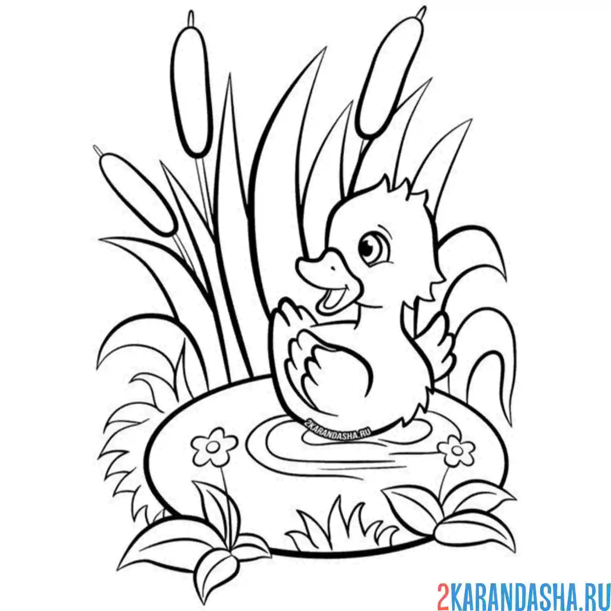 Раскраска малыш утенок в воде