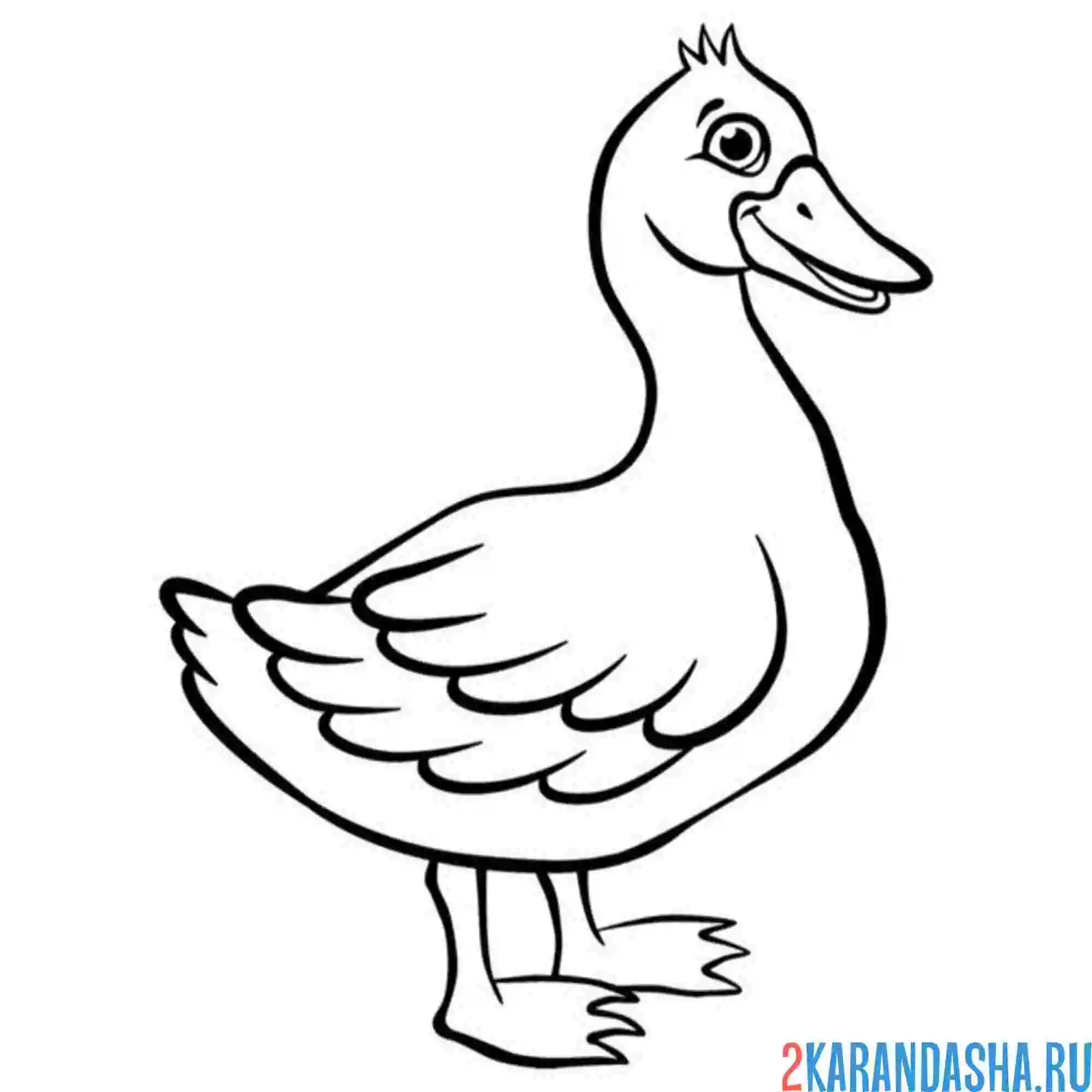 Раскраска утка стоит