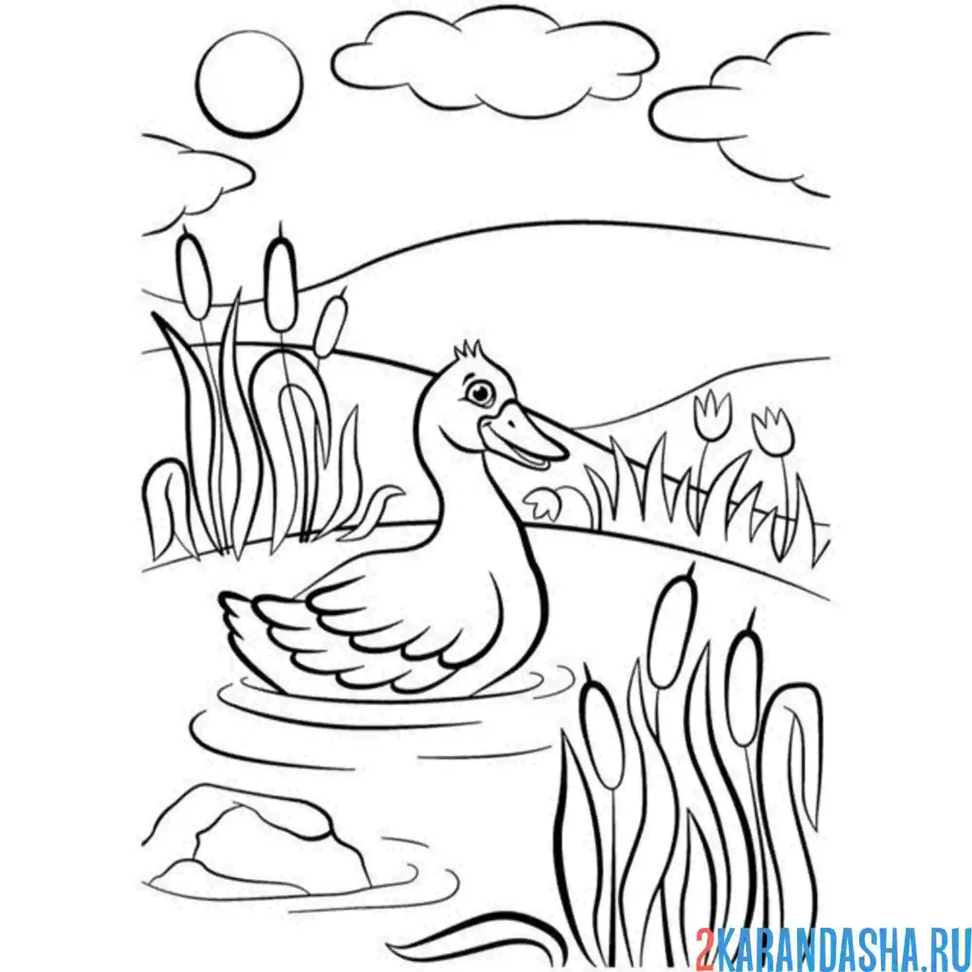 Раскраска утка плавает