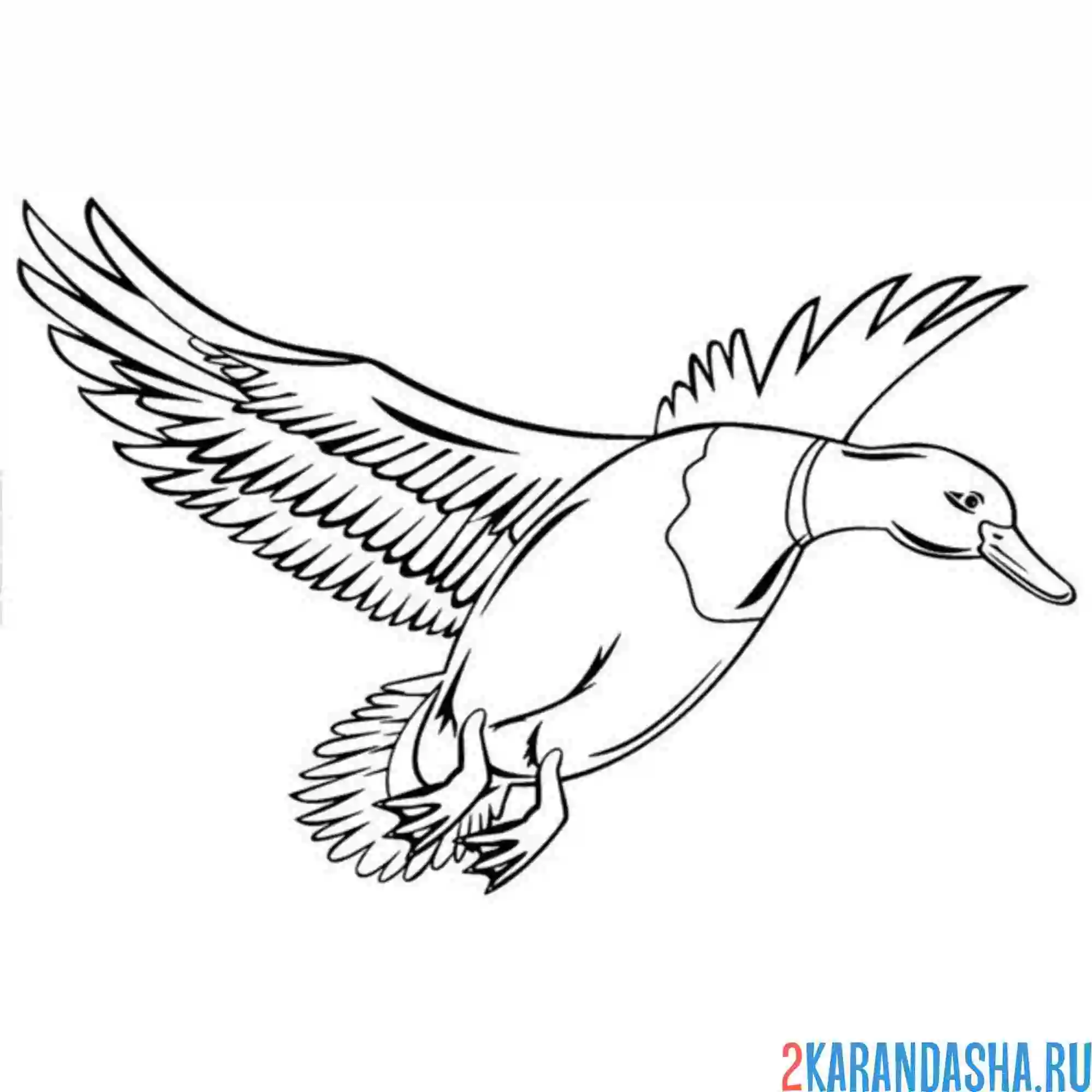 Раскраска утка летит в небе