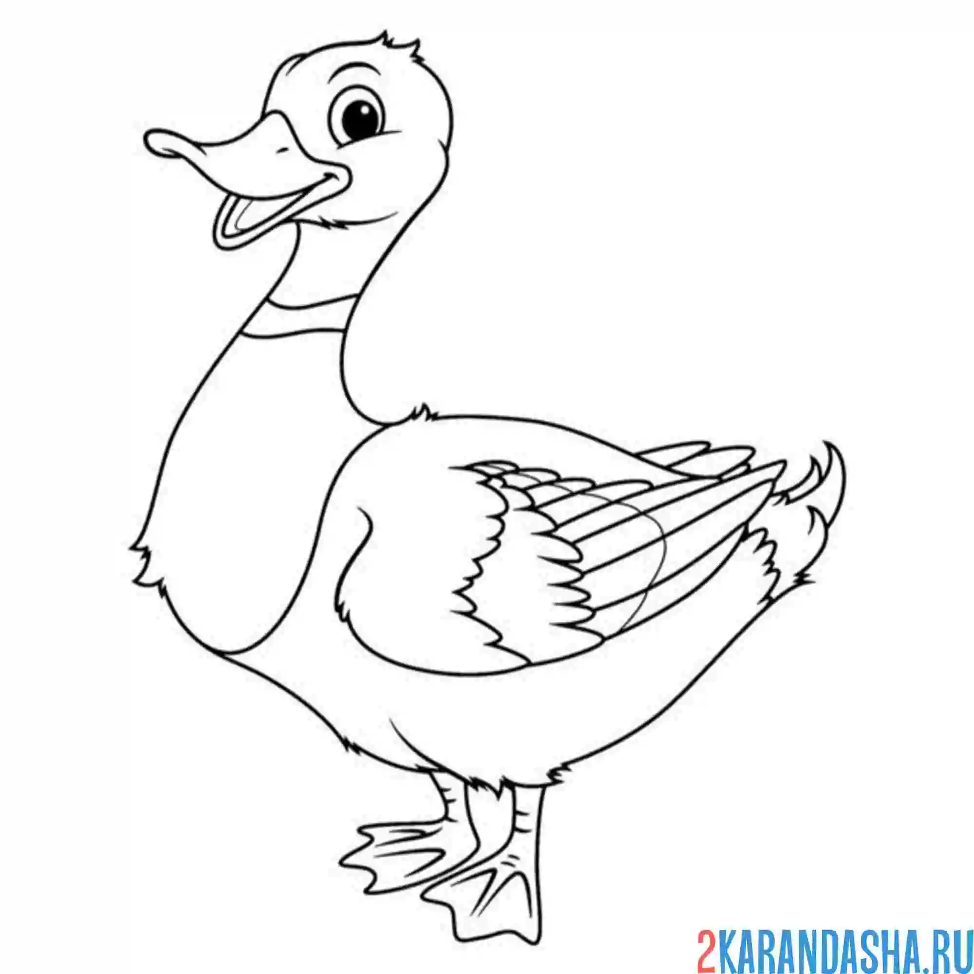 Раскраска красивый селезень утка