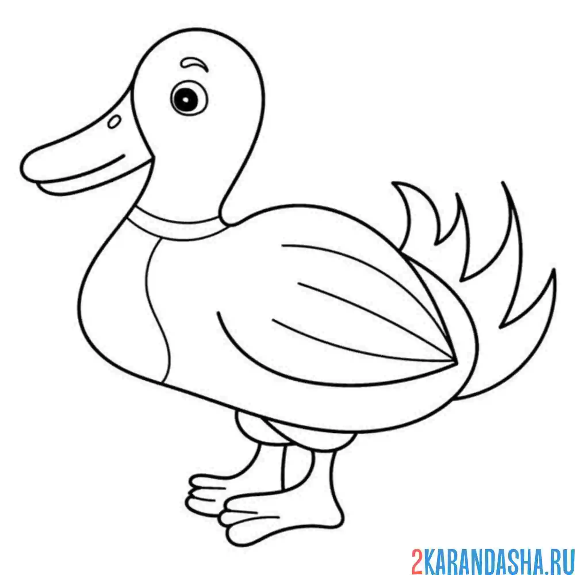 Раскраска селезень один